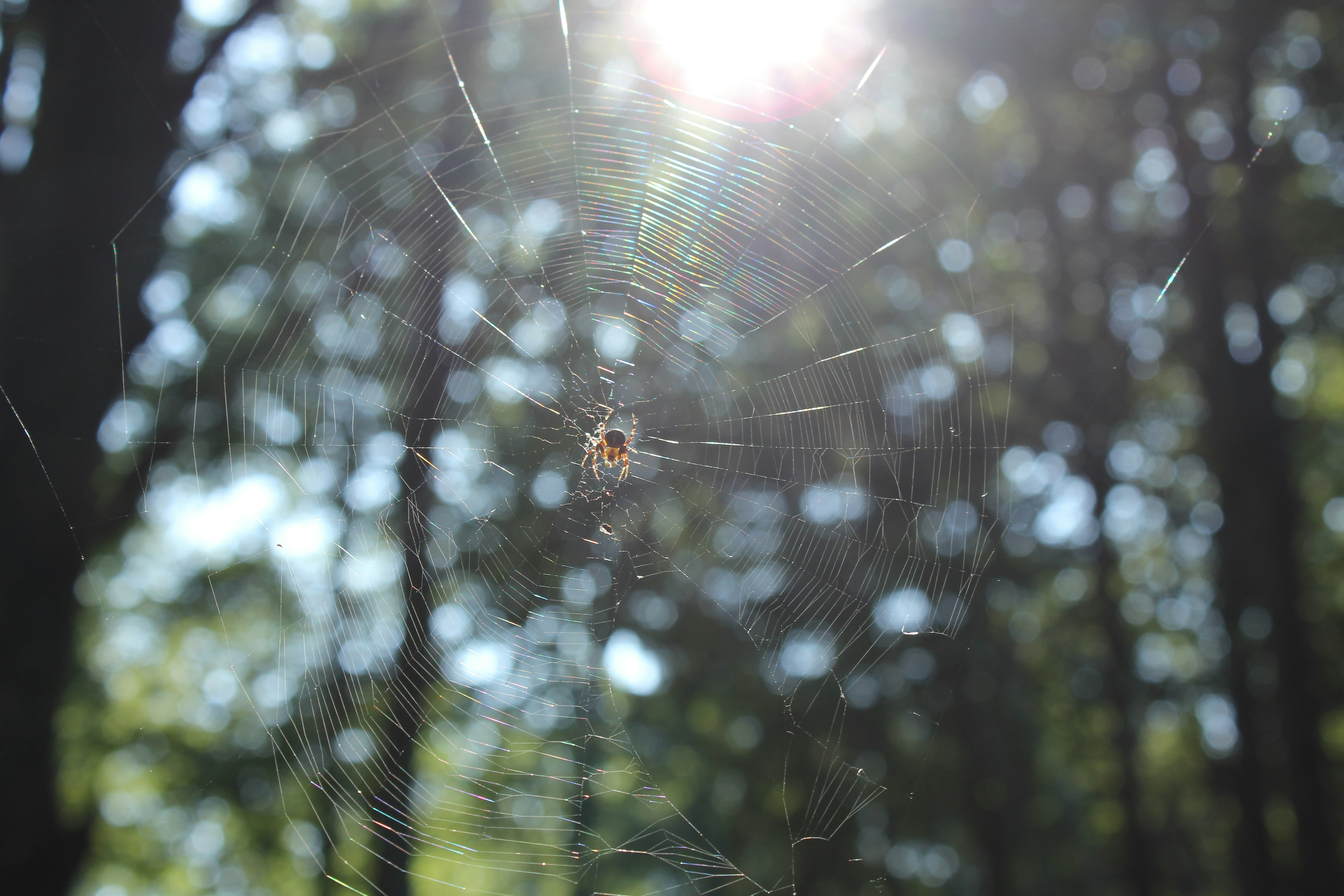 A spider web in the middle of a forest