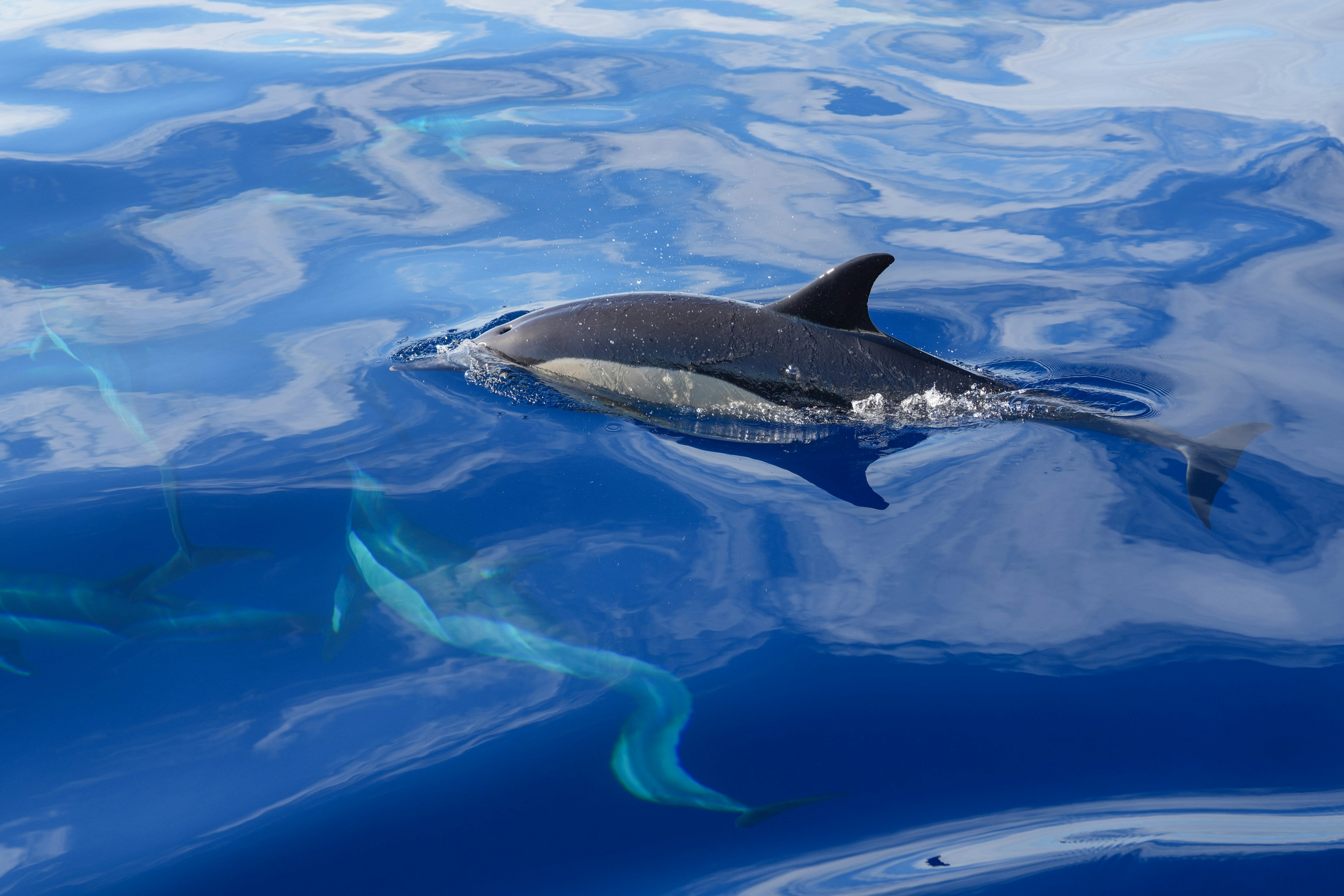 A dolphin swimming in a body of water