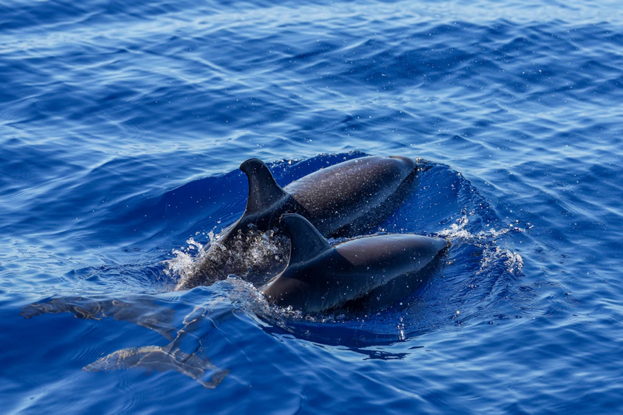 Dolphins swimming off the Portuguese coast, a popular retreat activity