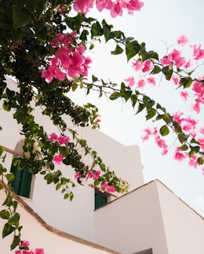 A white building with pink flowers on it