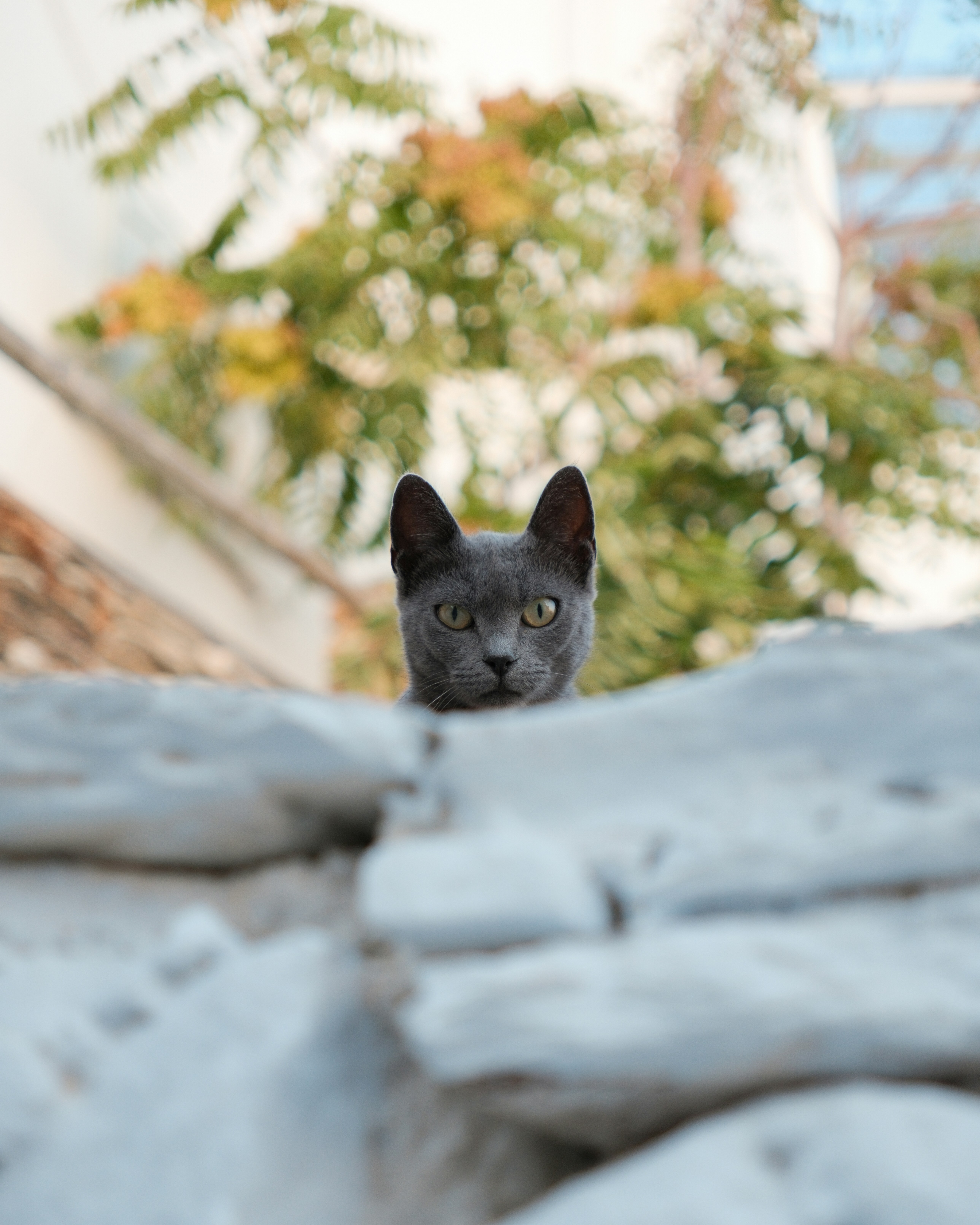 A black cat sitting on top of a rock