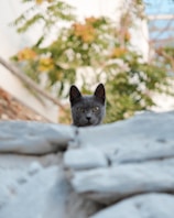 A black cat sitting on top of a rock