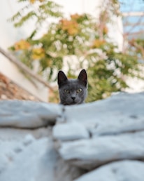 A black cat sitting on top of a rock