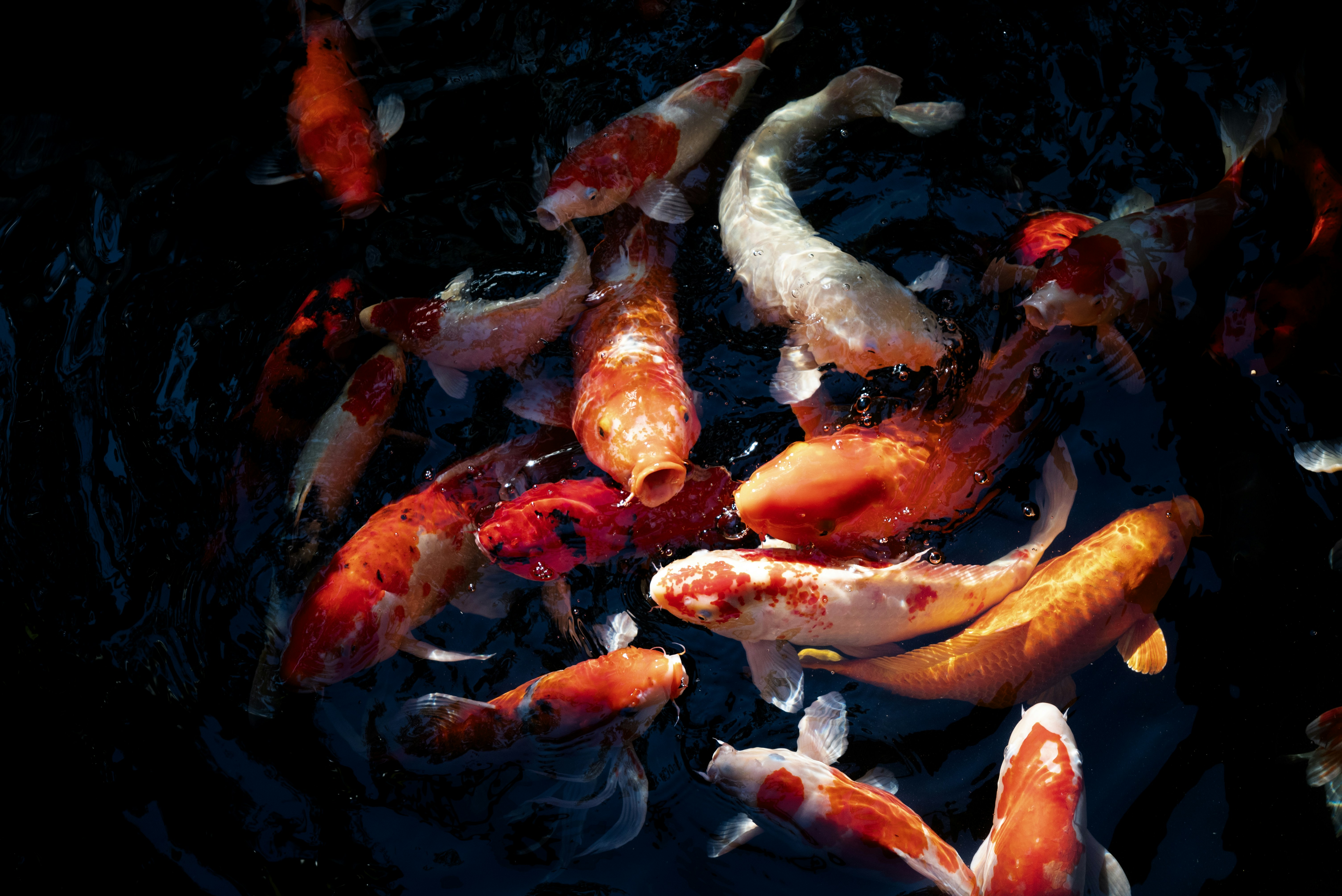 A group of fish swimming in a pond