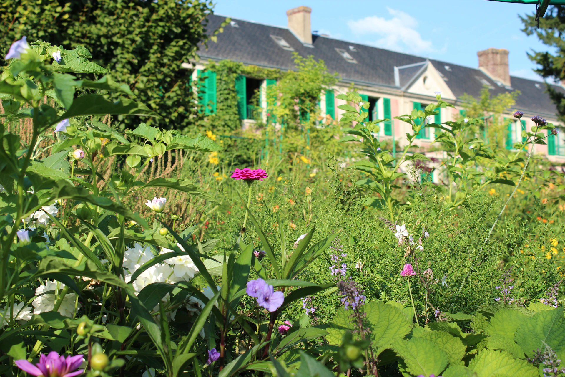 A house with green shutters is surrounded by wildflowers