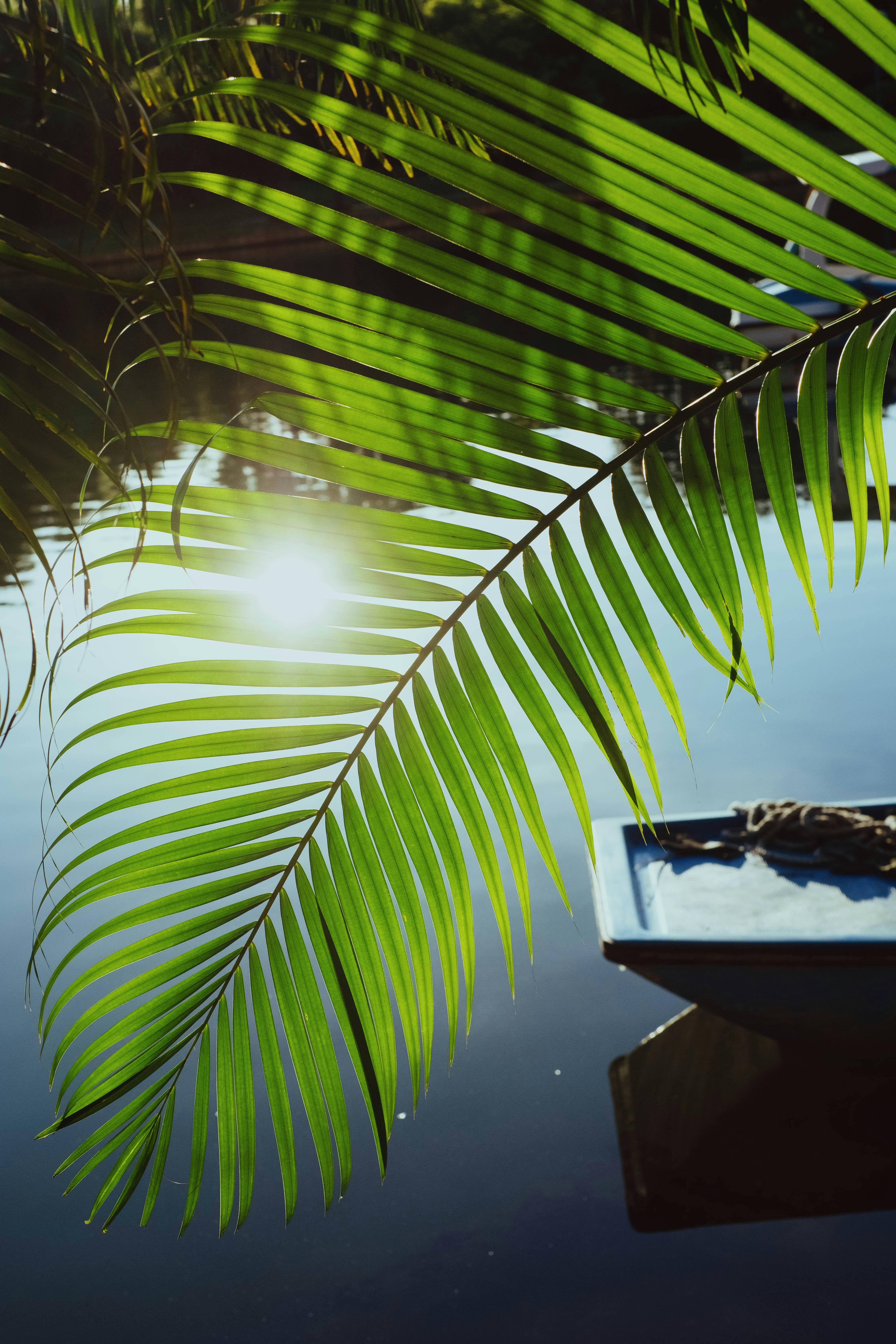 A boat floating on top of a lake next to a palm tree