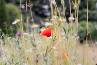 A field of wildflowers with a single red flower in the foreground