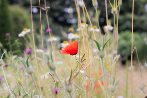 A field of wildflowers with a single red flower in the foreground