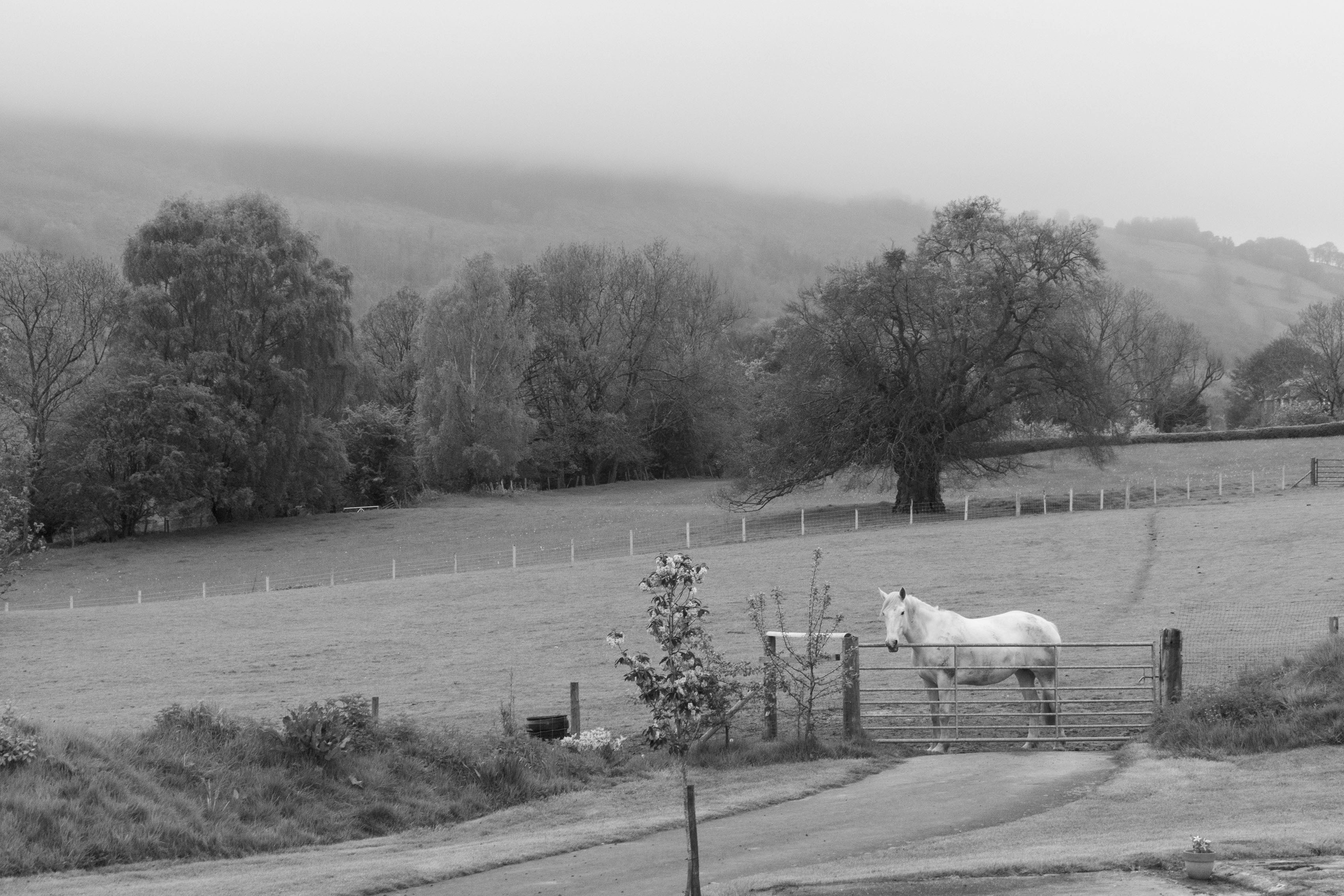 Una foto en blanco y negro de un caballo en un campo