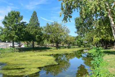 A river running through a lush green park