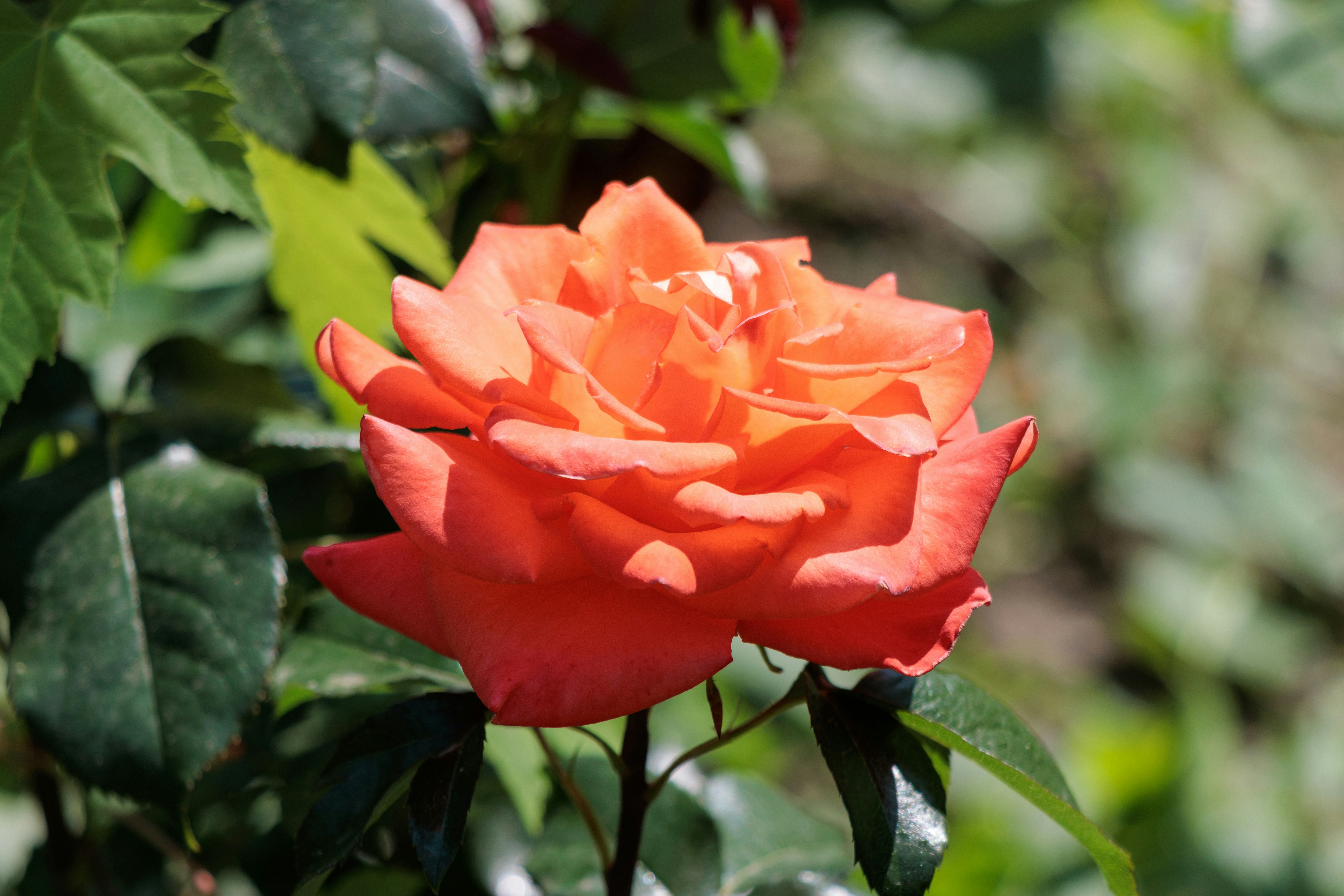 Photo by mechaowlstudios