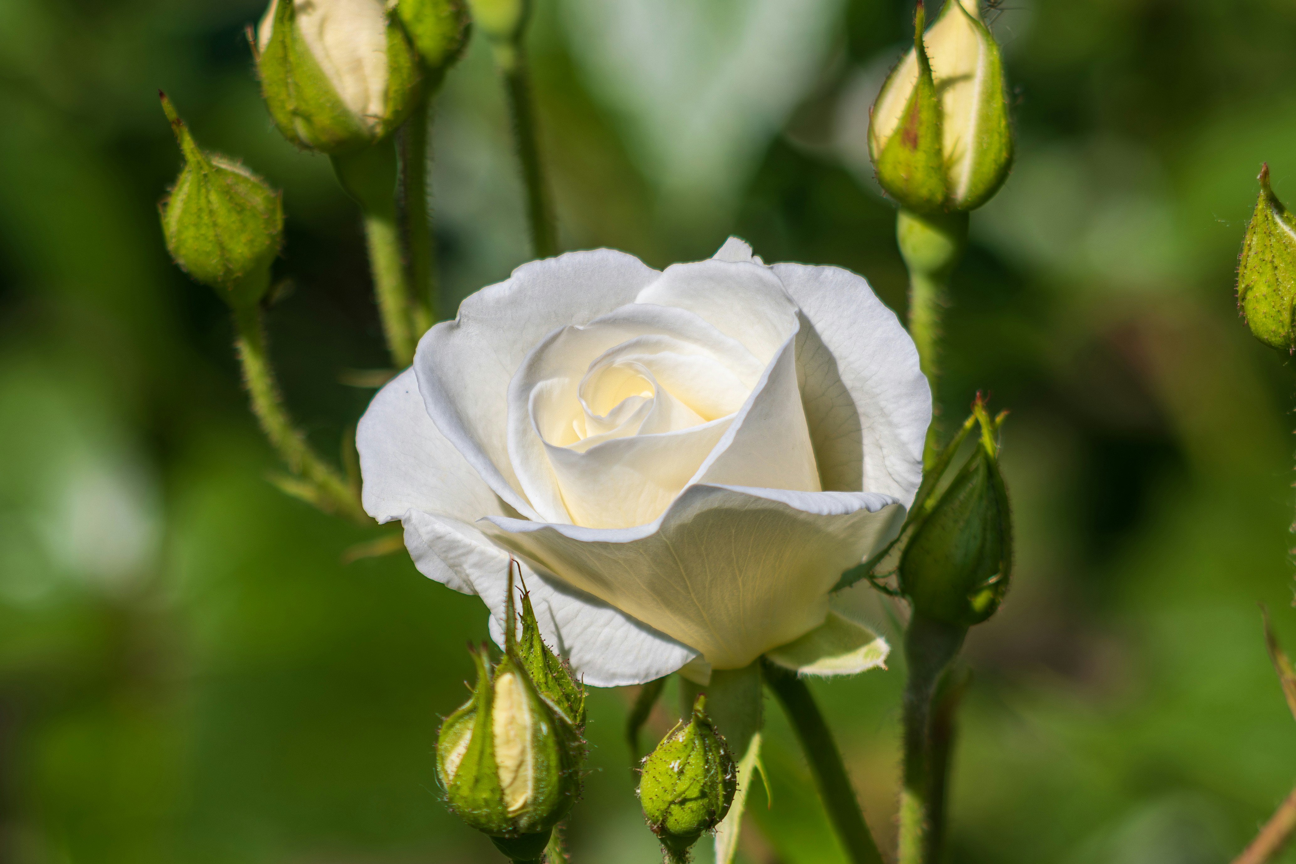 A white rose is blooming in a garden