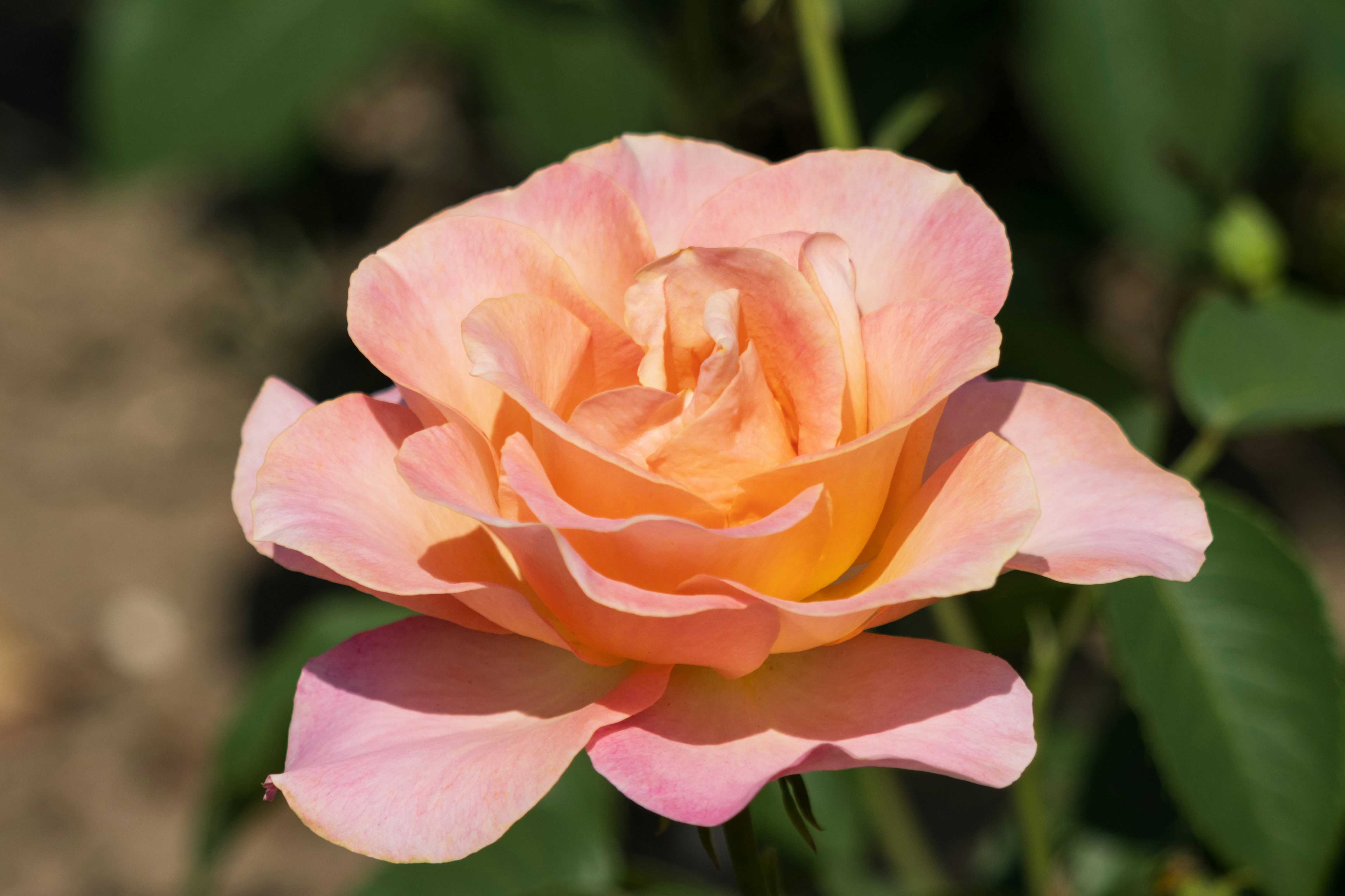 A single pink rose blooming in a garden