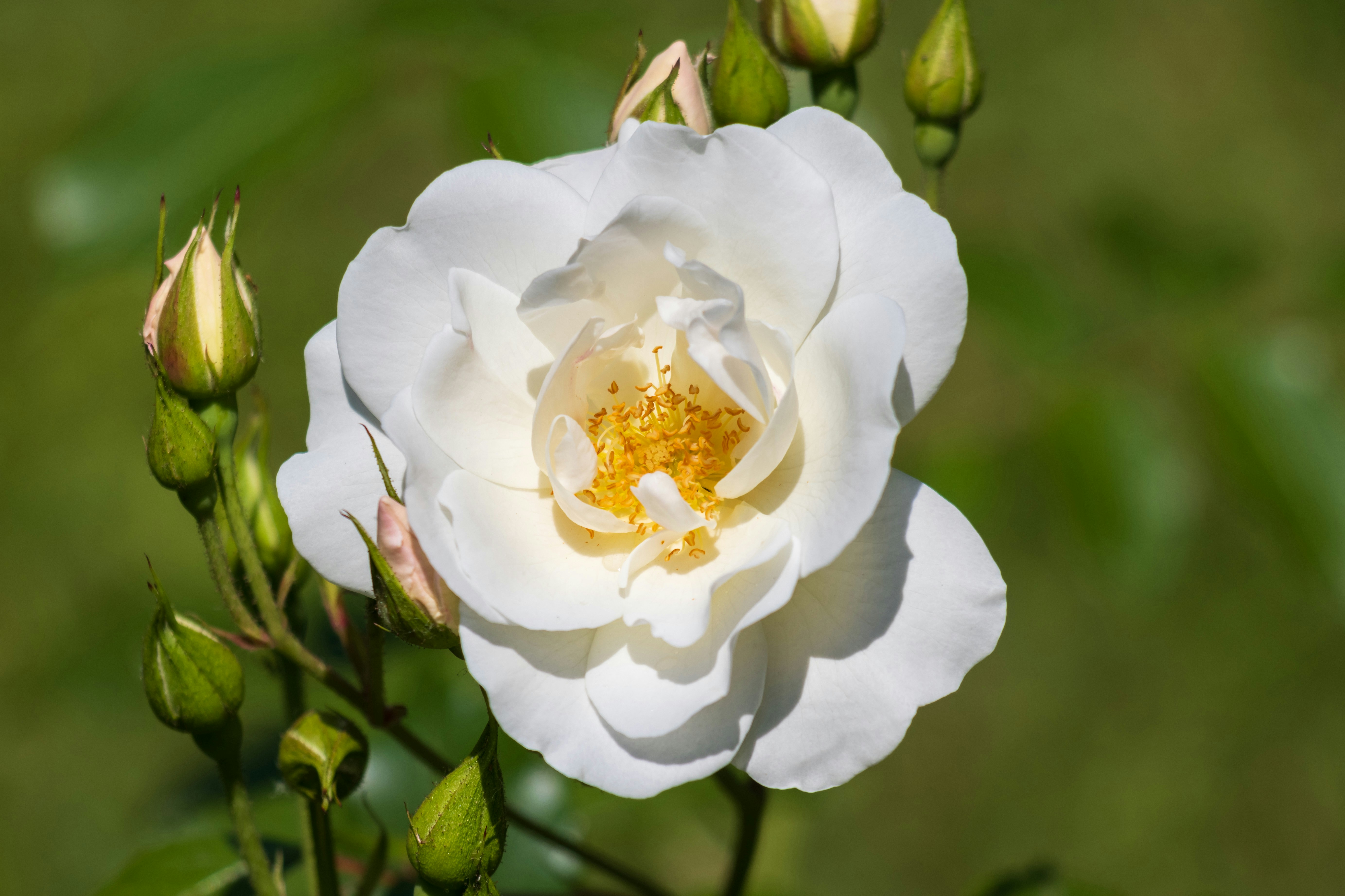 Photo by mechaowlstudios