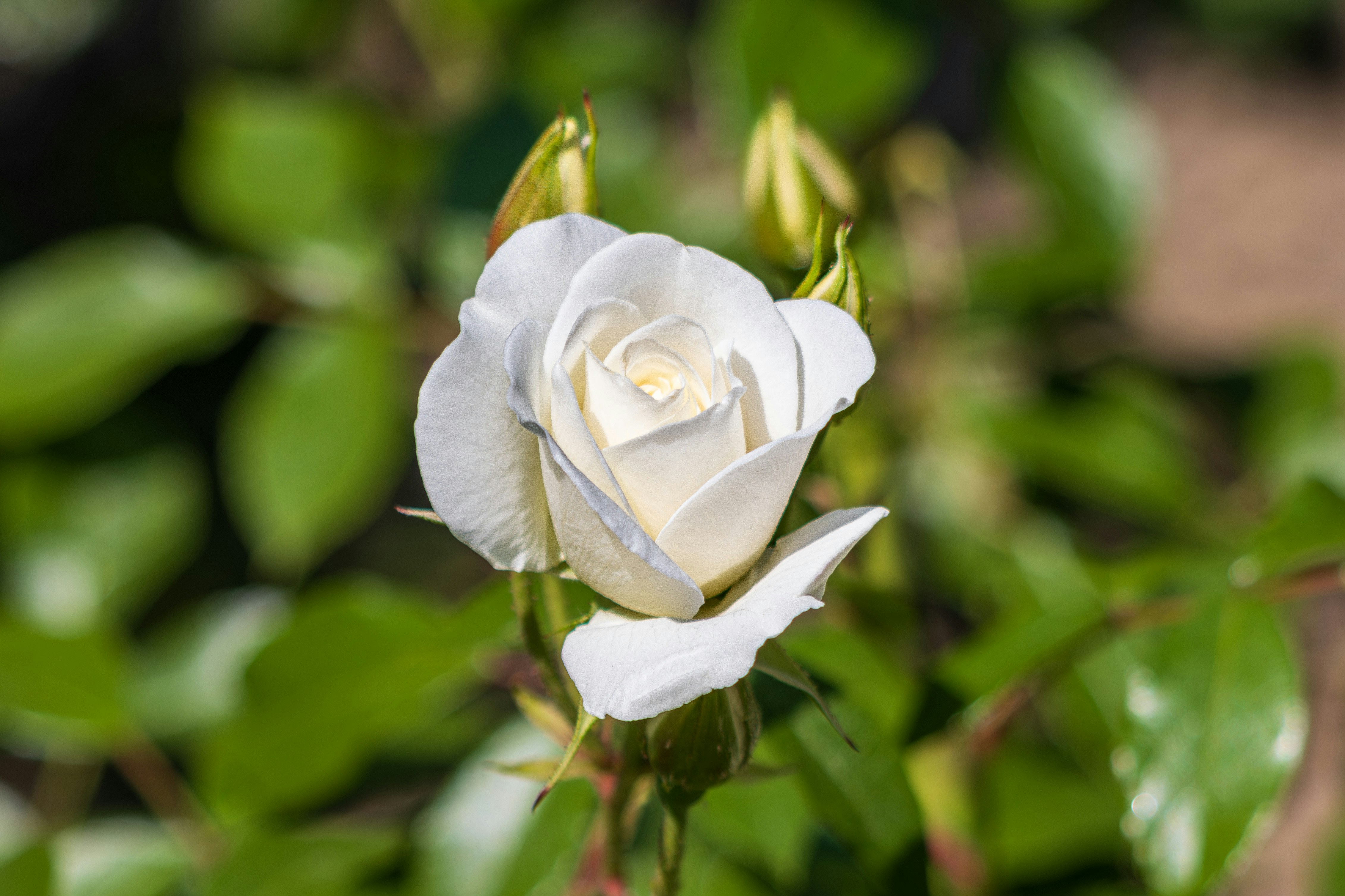 Photo by mechaowlstudios