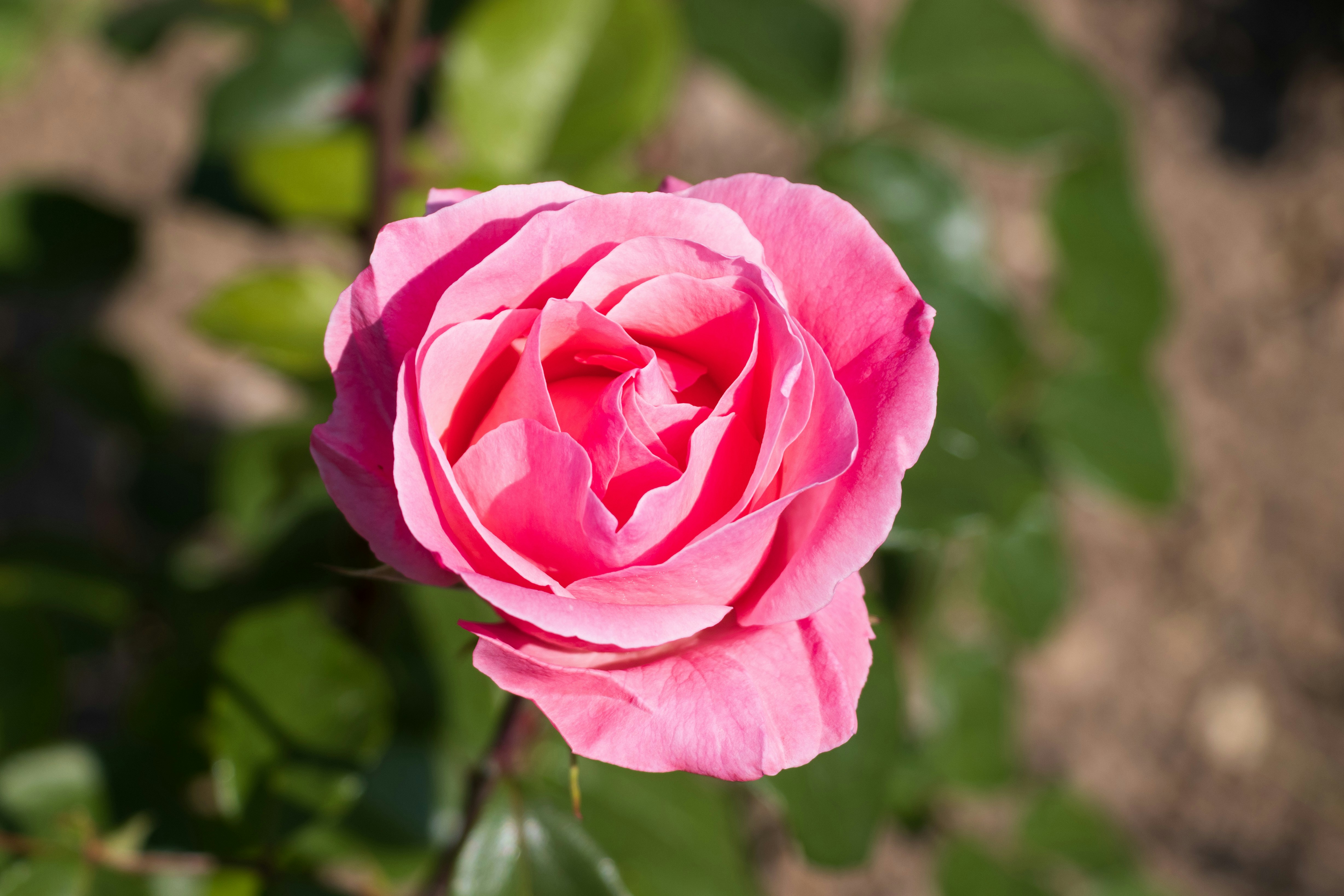 Photo by mechaowlstudios