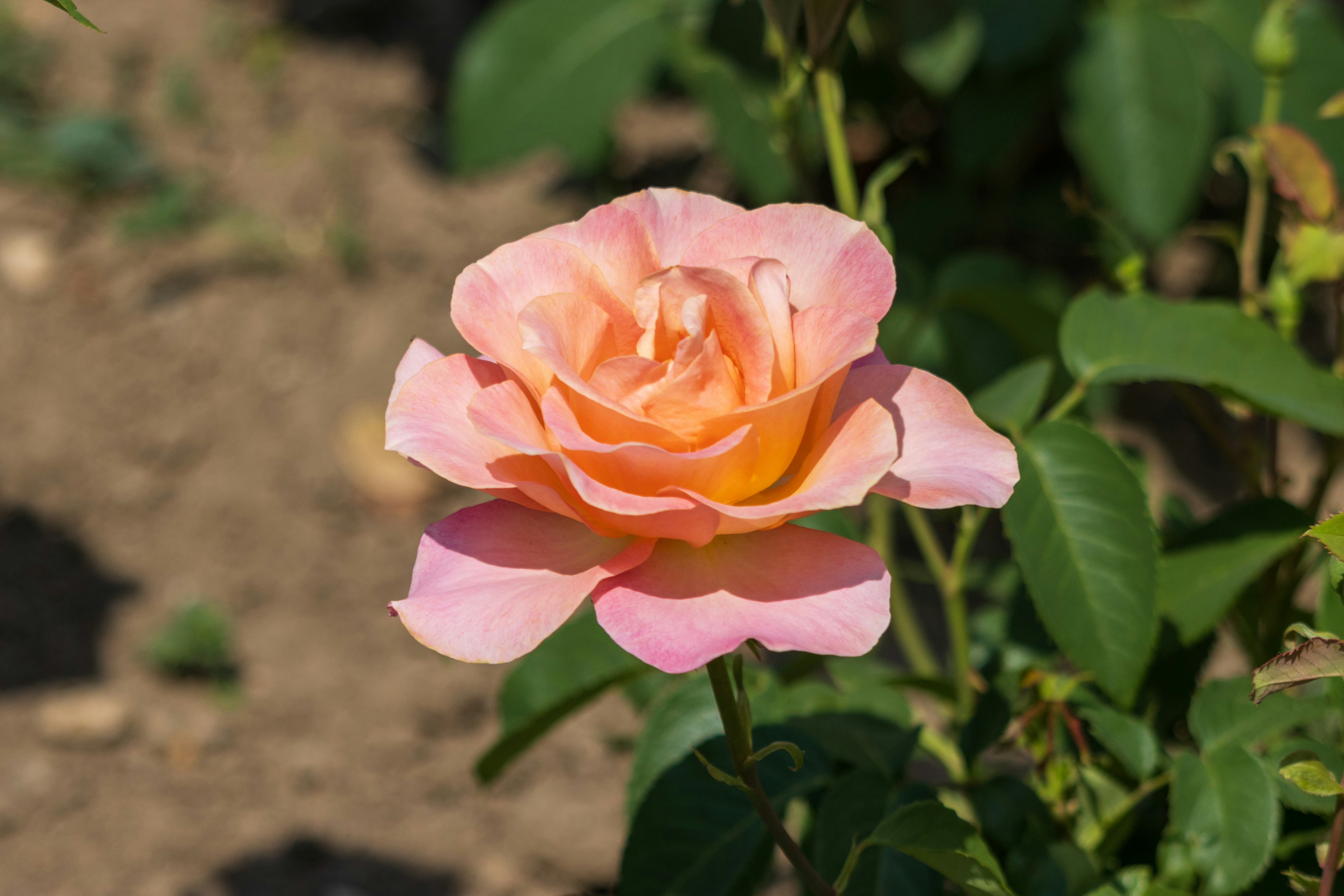 Photo by mechaowlstudios