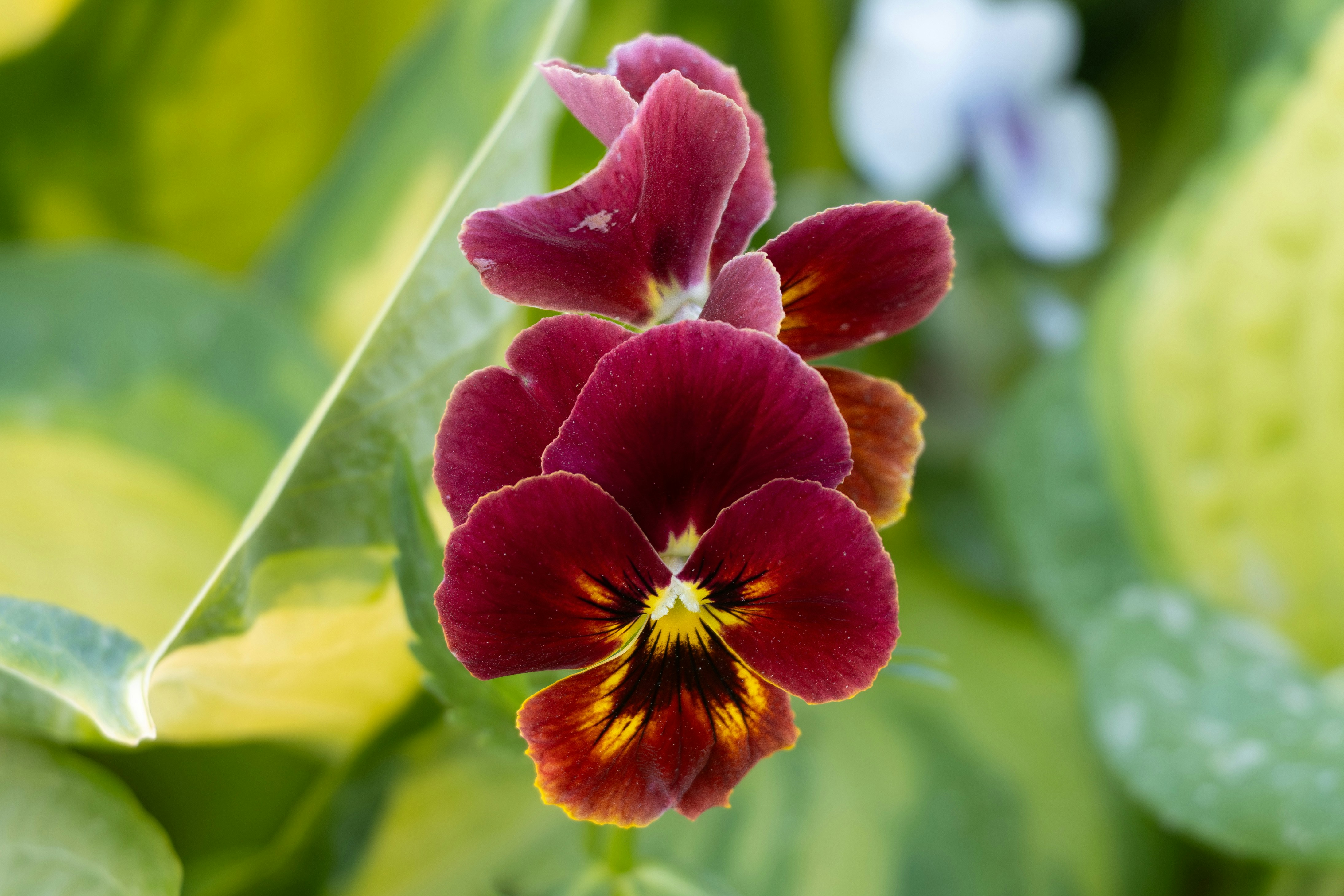 A close up of a flower on a plant