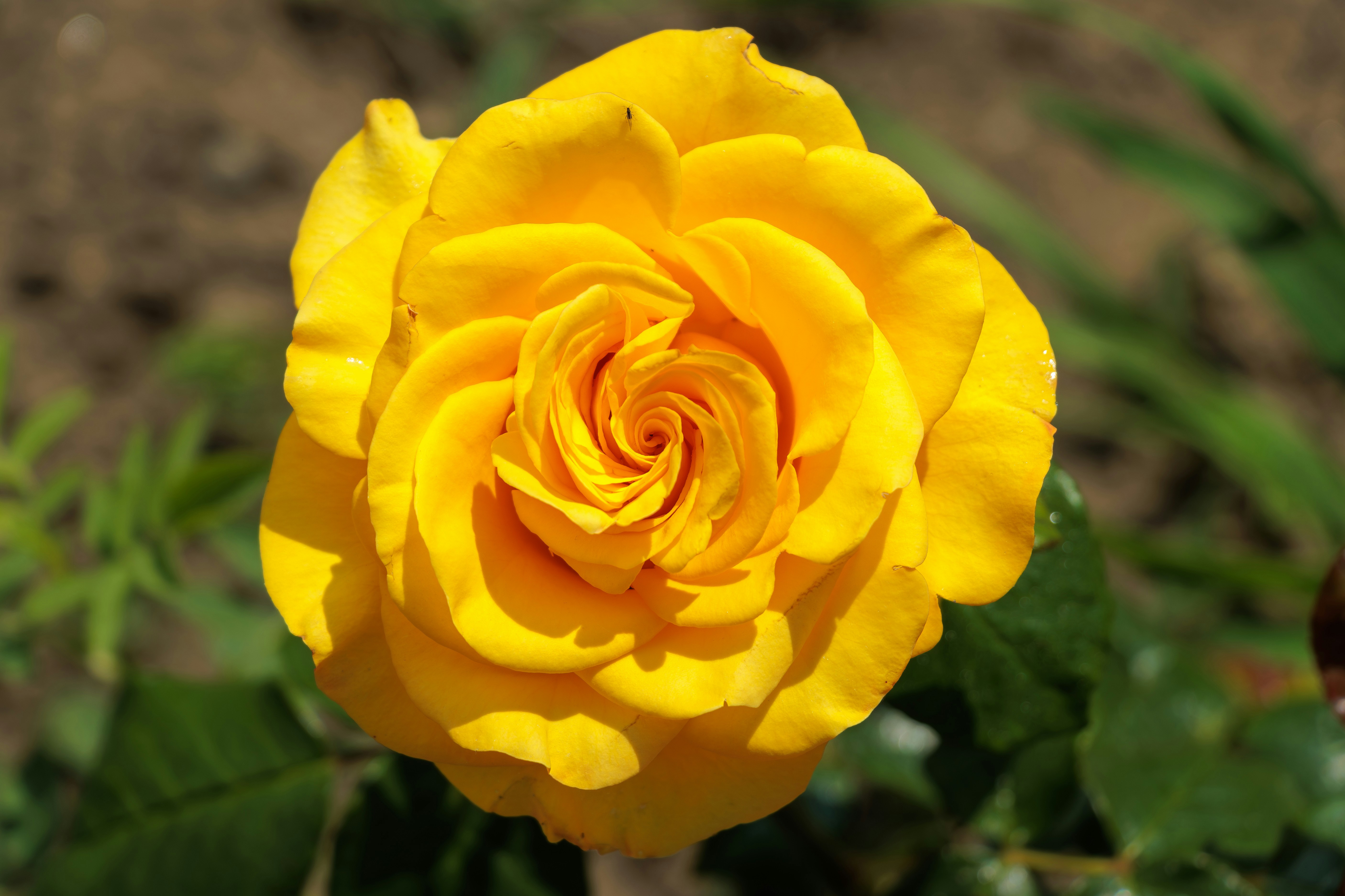 Photo by mechaowlstudios