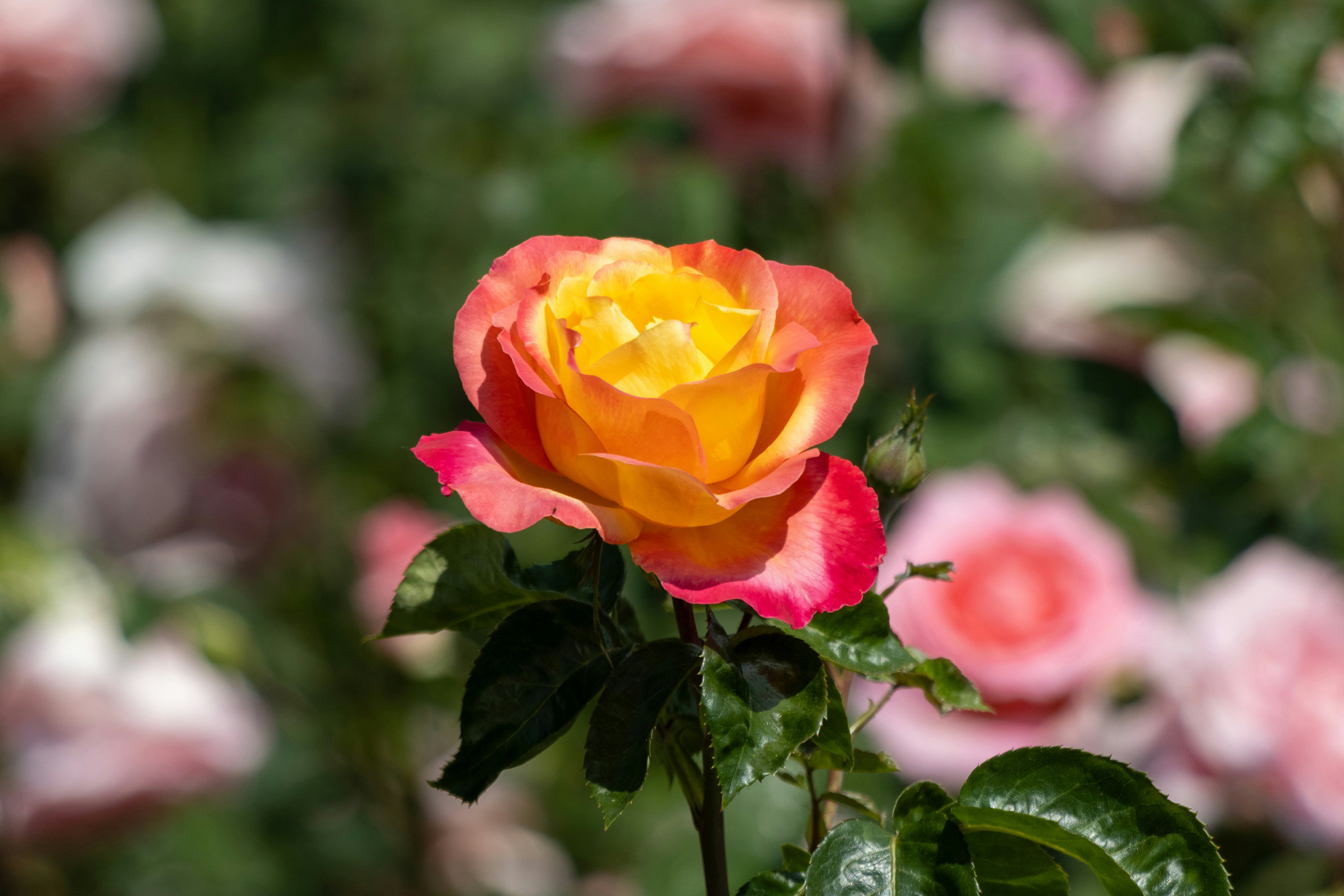 Photo by mechaowlstudios