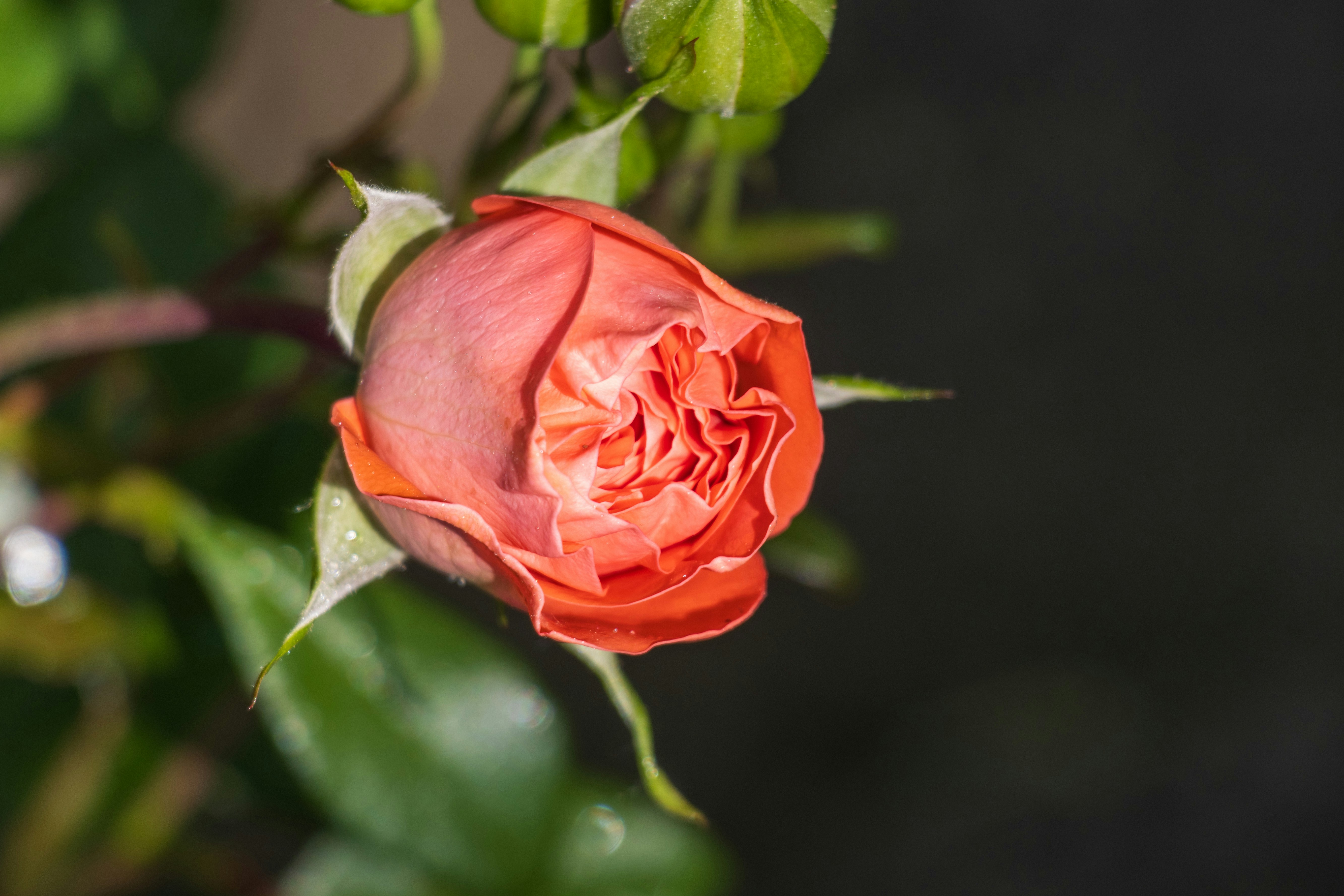 Photo by mechaowlstudios