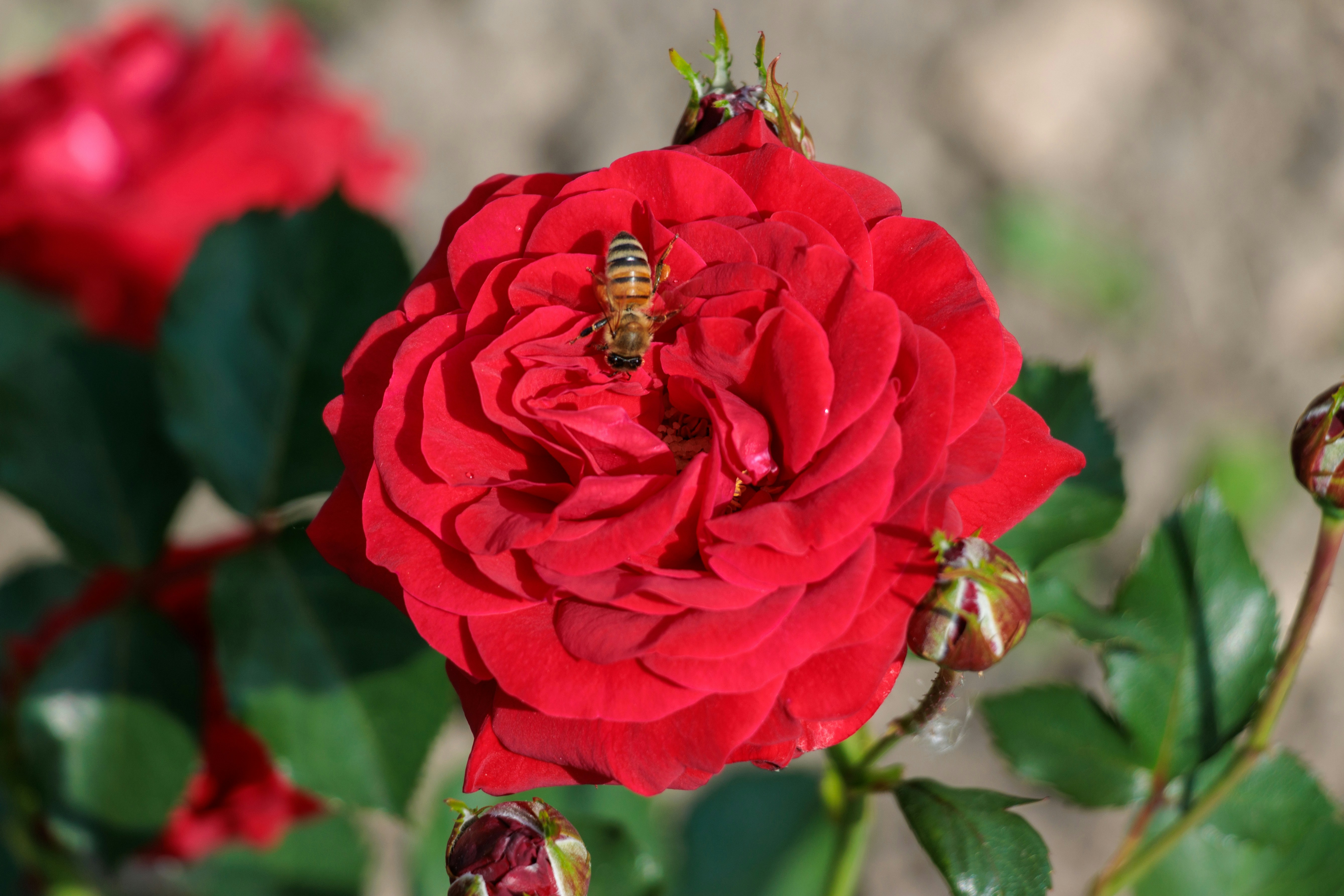A red rose with two bees on it