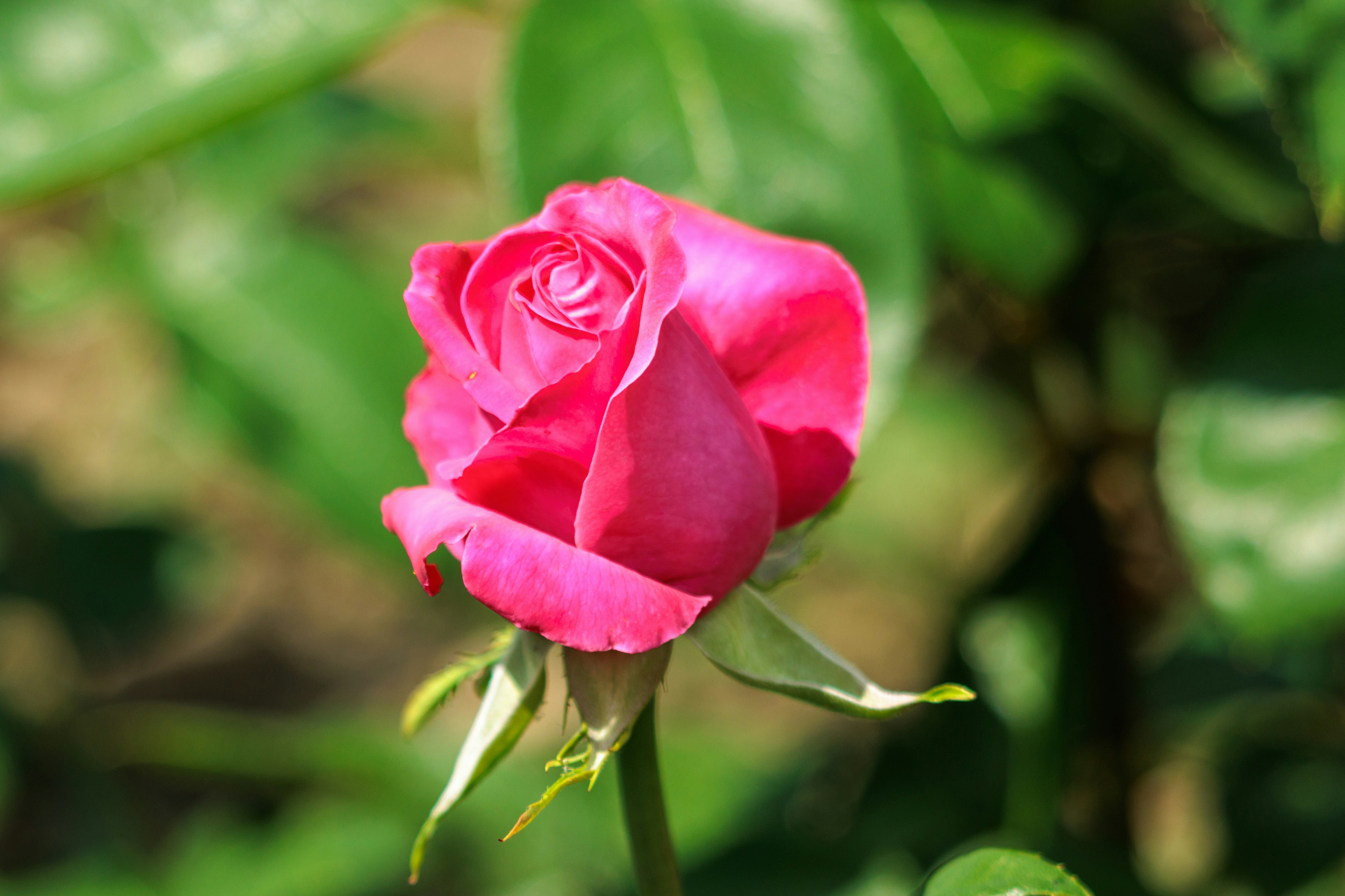 Photo by mechaowlstudios