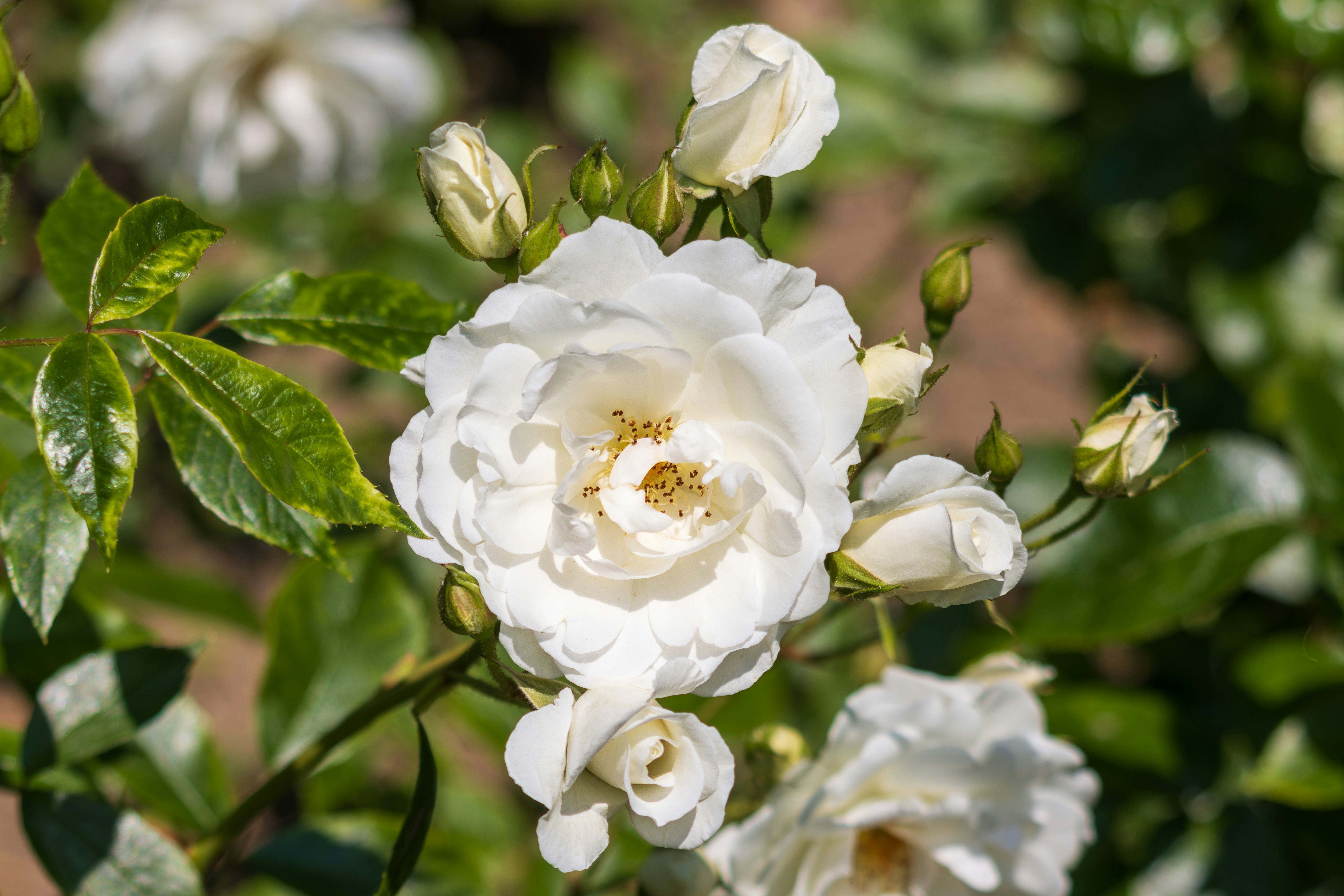 Photo by mechaowlstudios