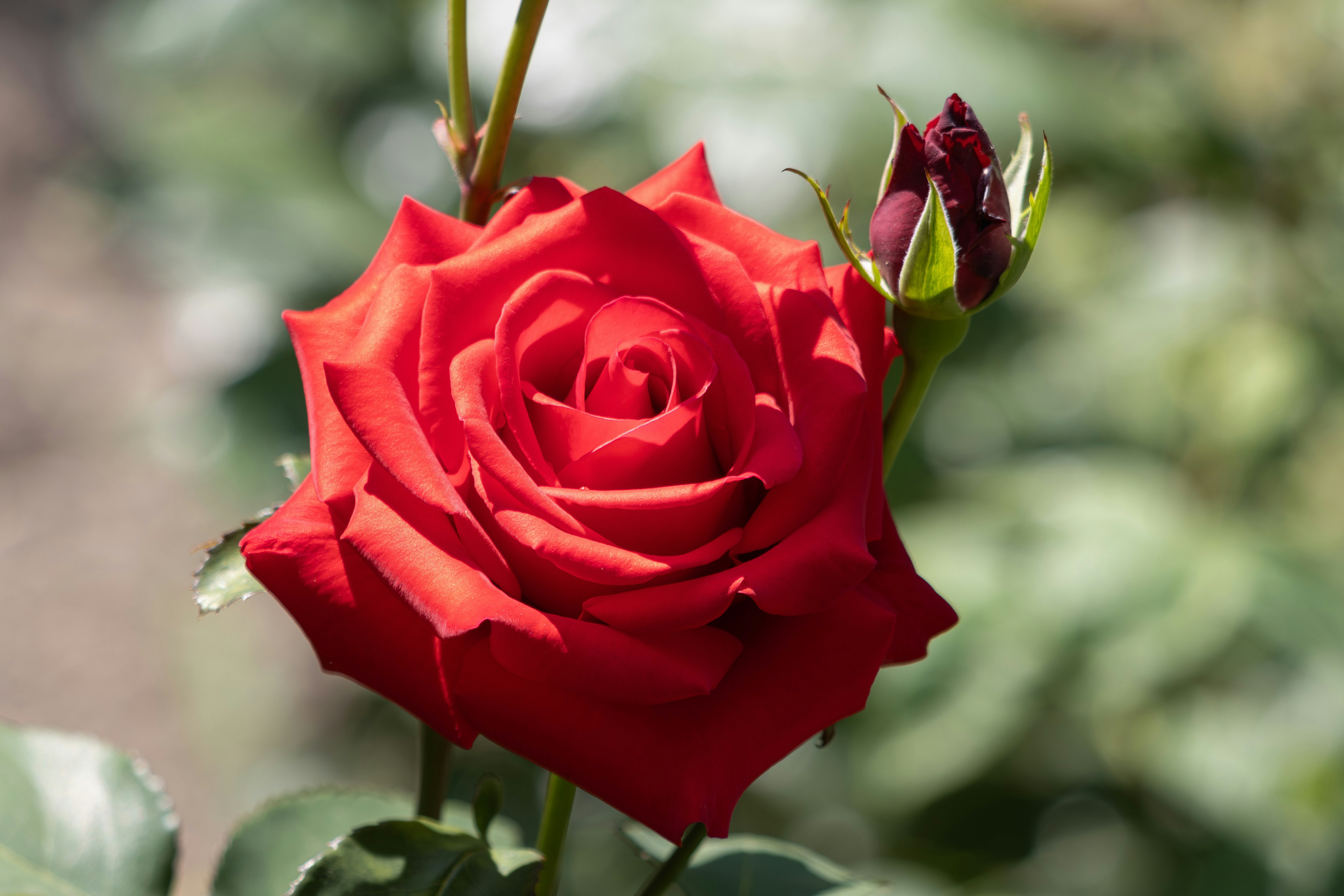 Photo by mechaowlstudios