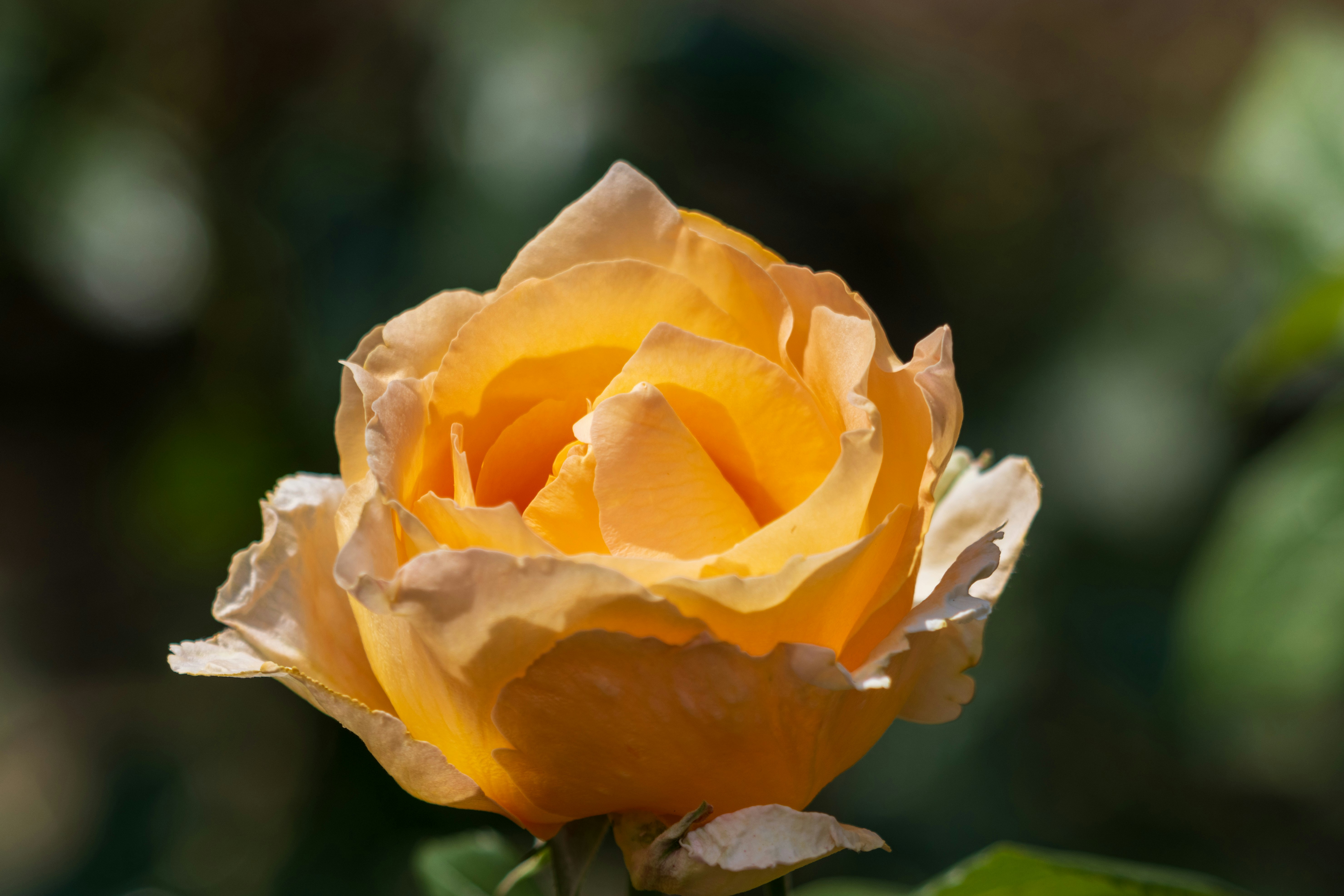 A yellow rose with water droplets on it's petals photo – Free Flower Image  on Unsplash, image size:3000x2000