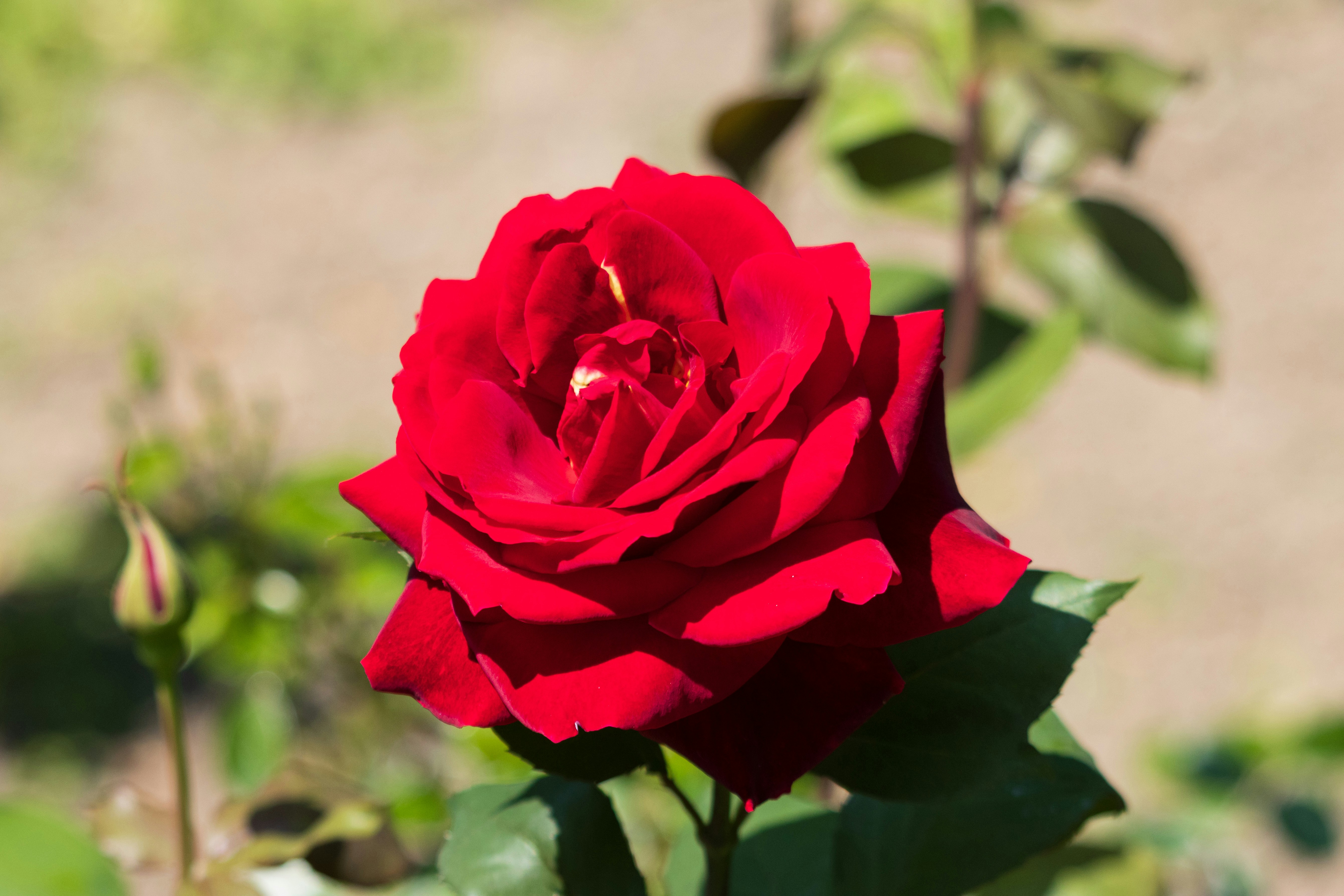 Photo by mechaowlstudios