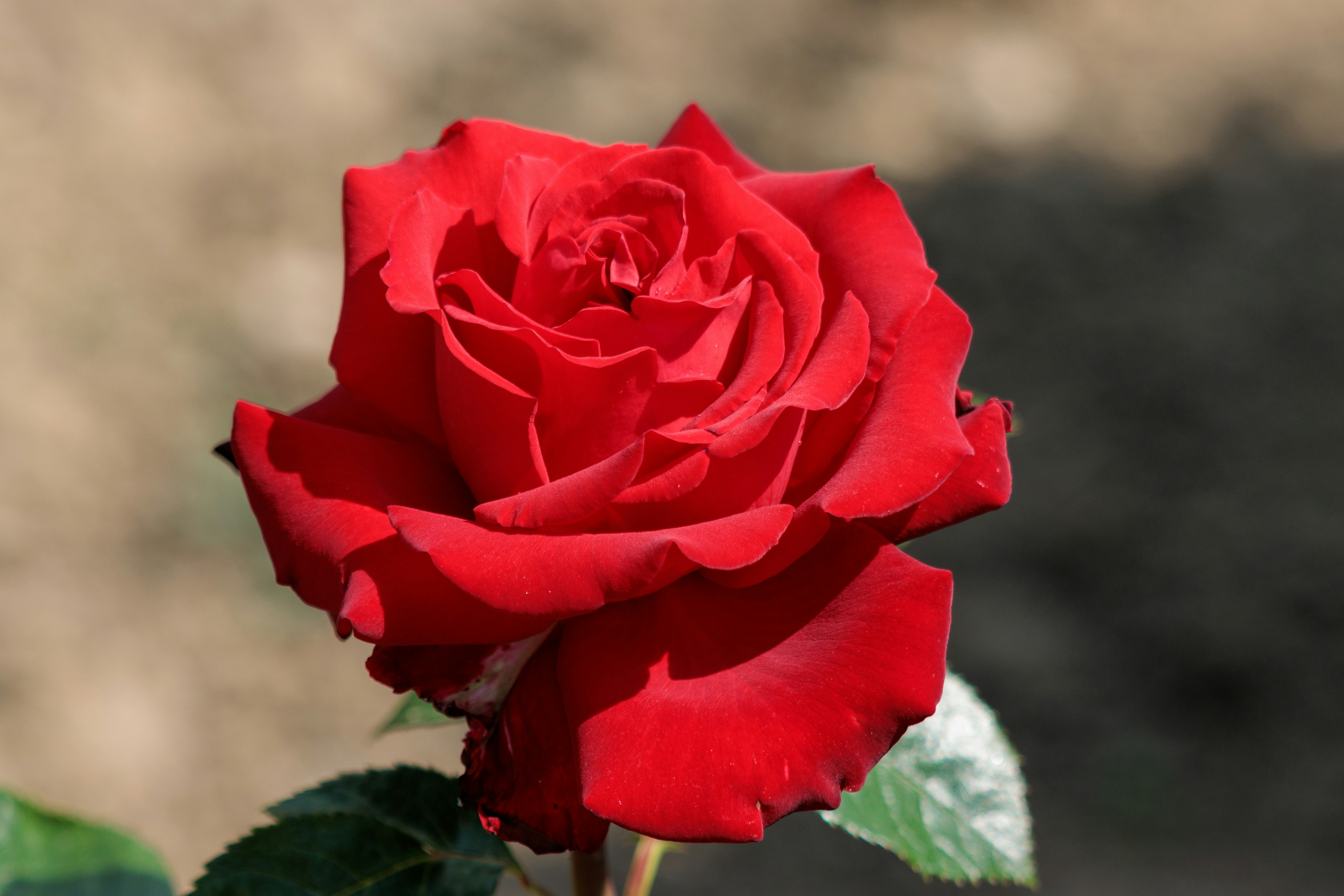 Photo by mechaowlstudios