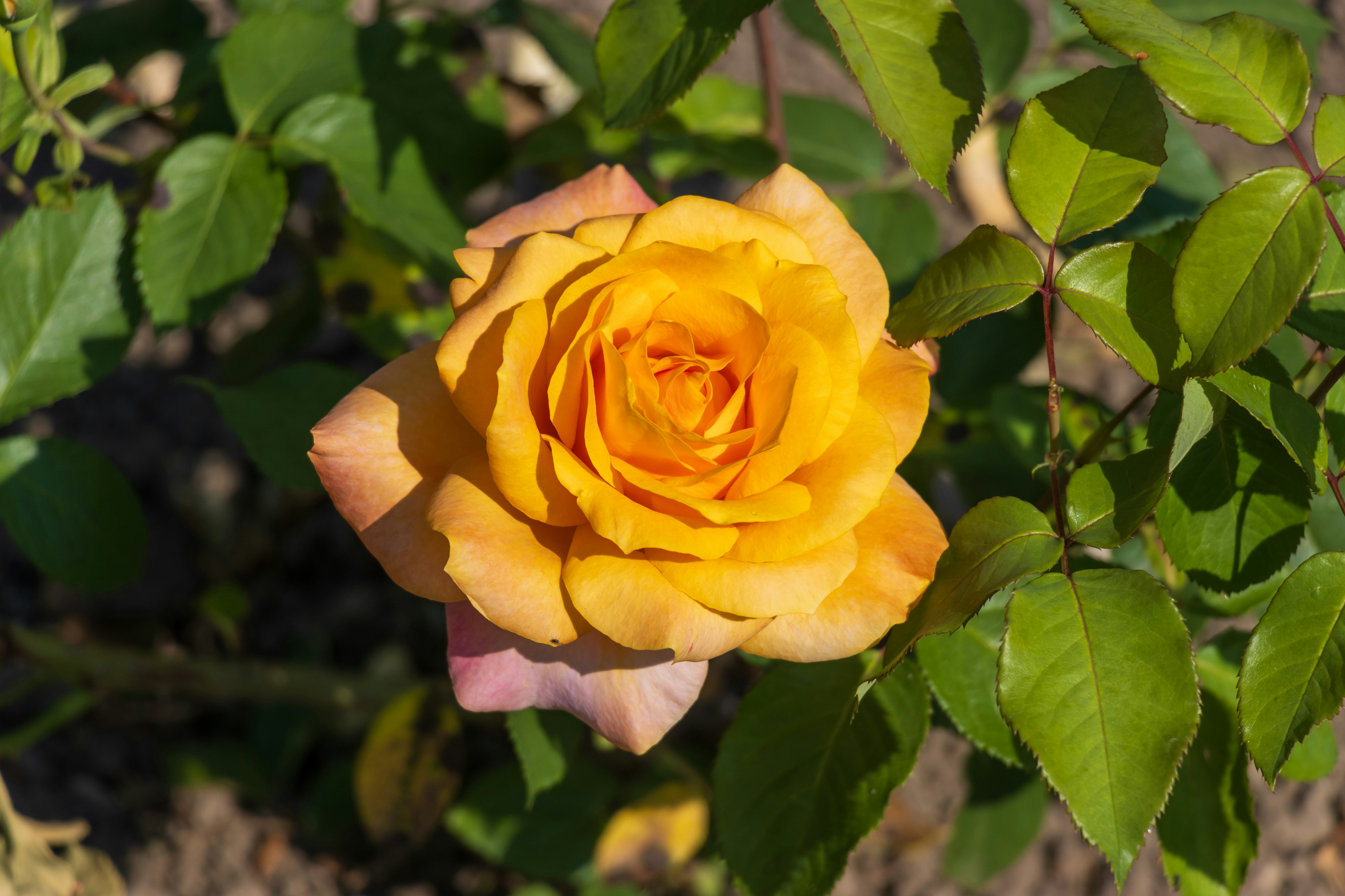 Photo by mechaowlstudios