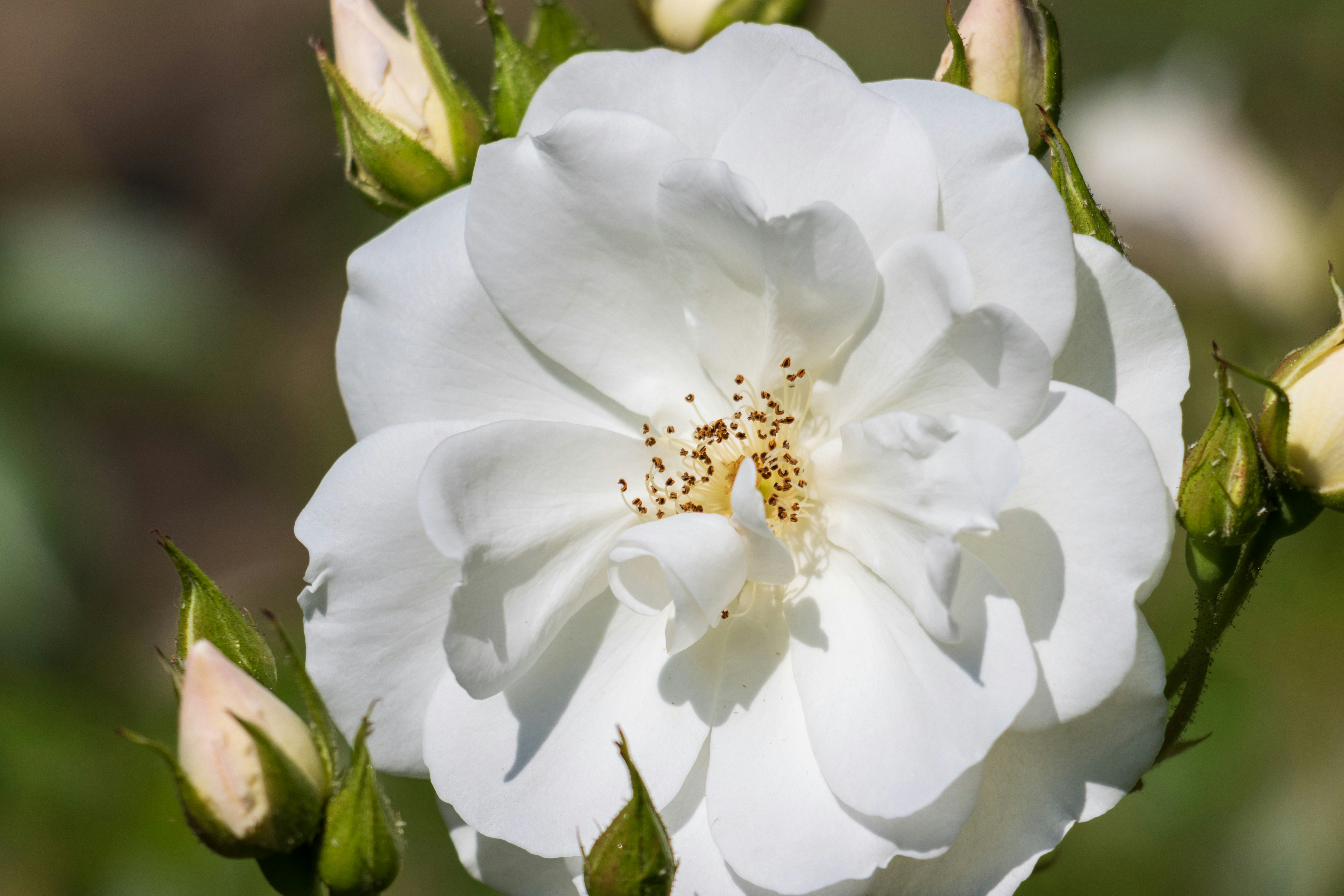 Photo by mechaowlstudios