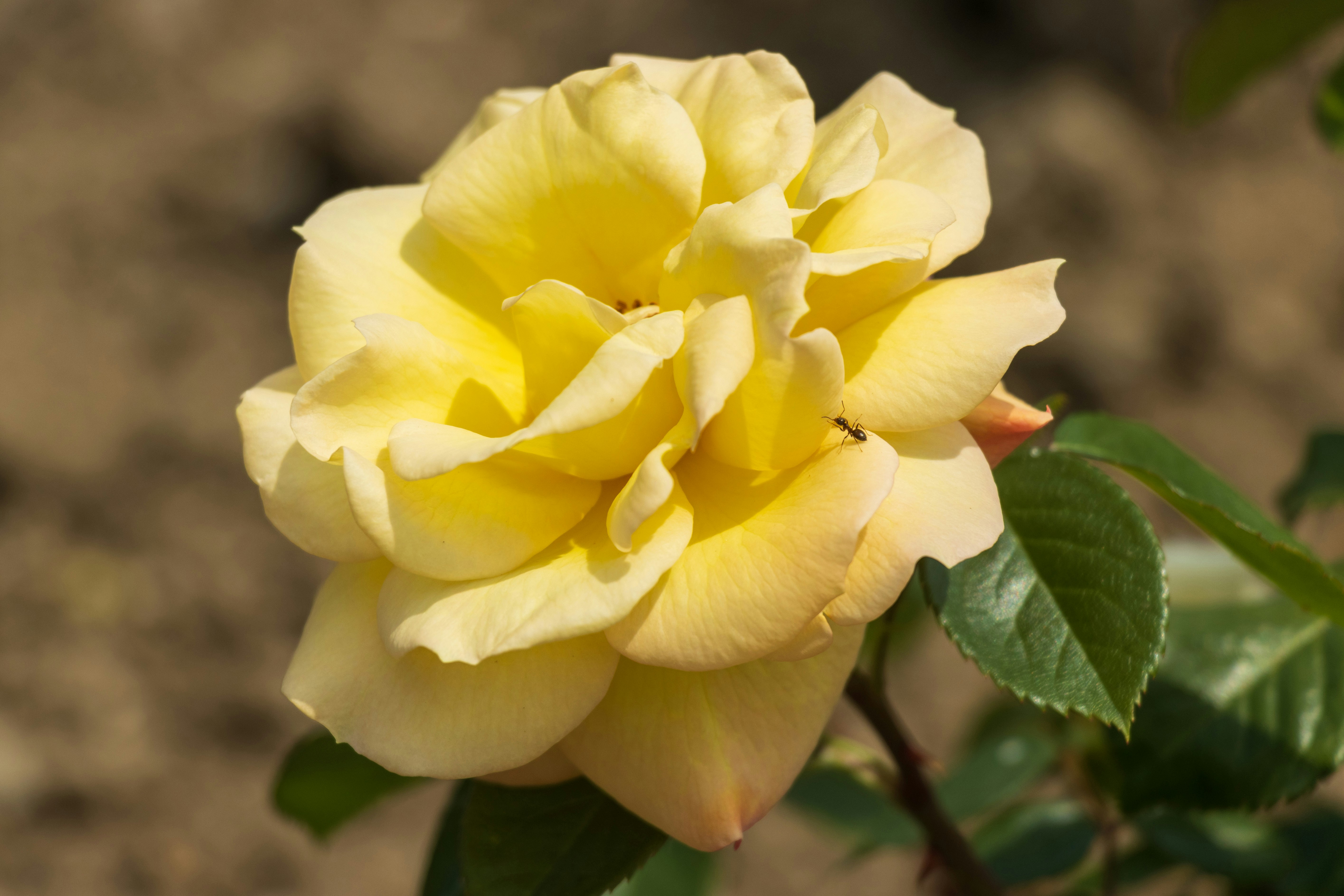 Photo by mechaowlstudios