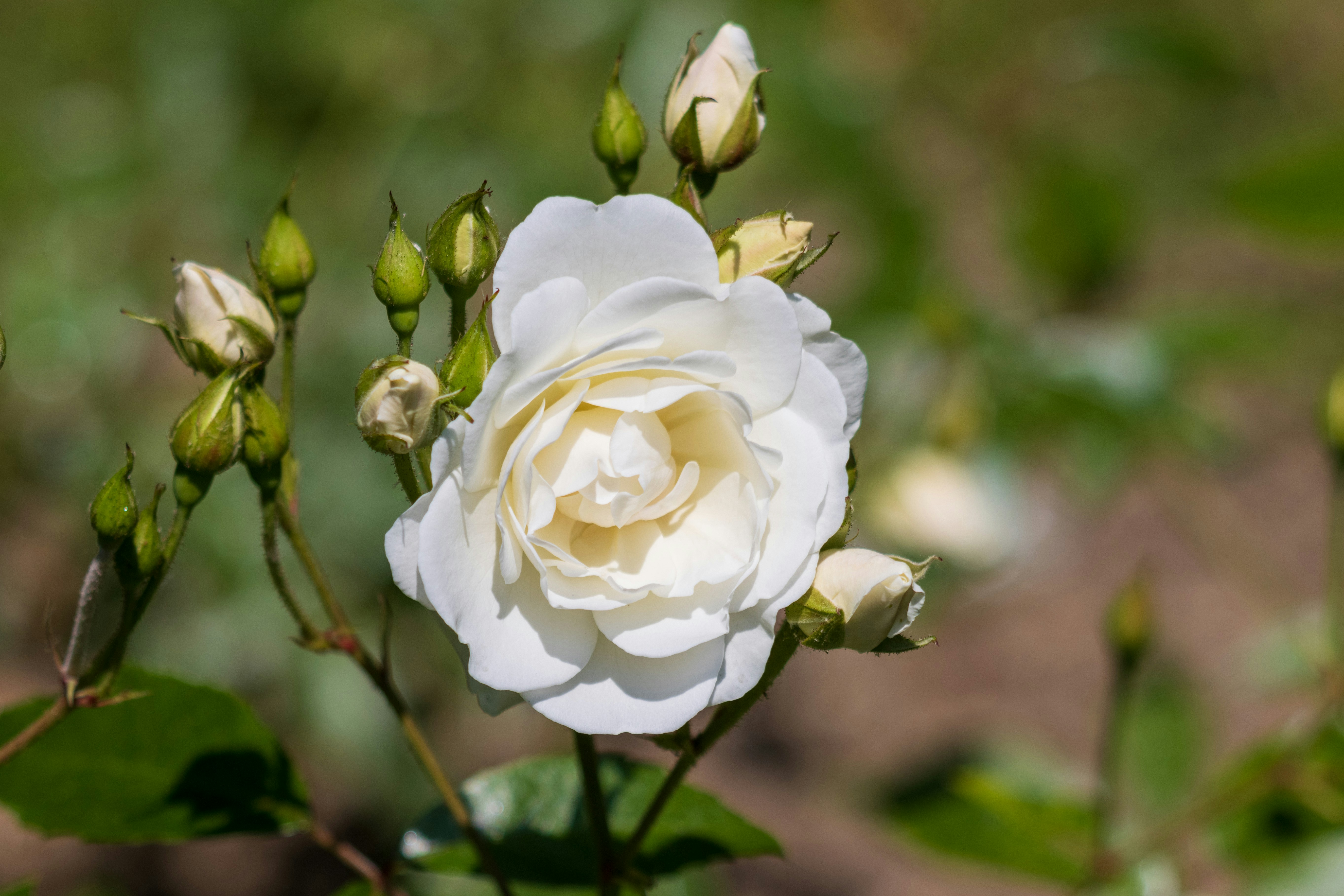 Photo by mechaowlstudios