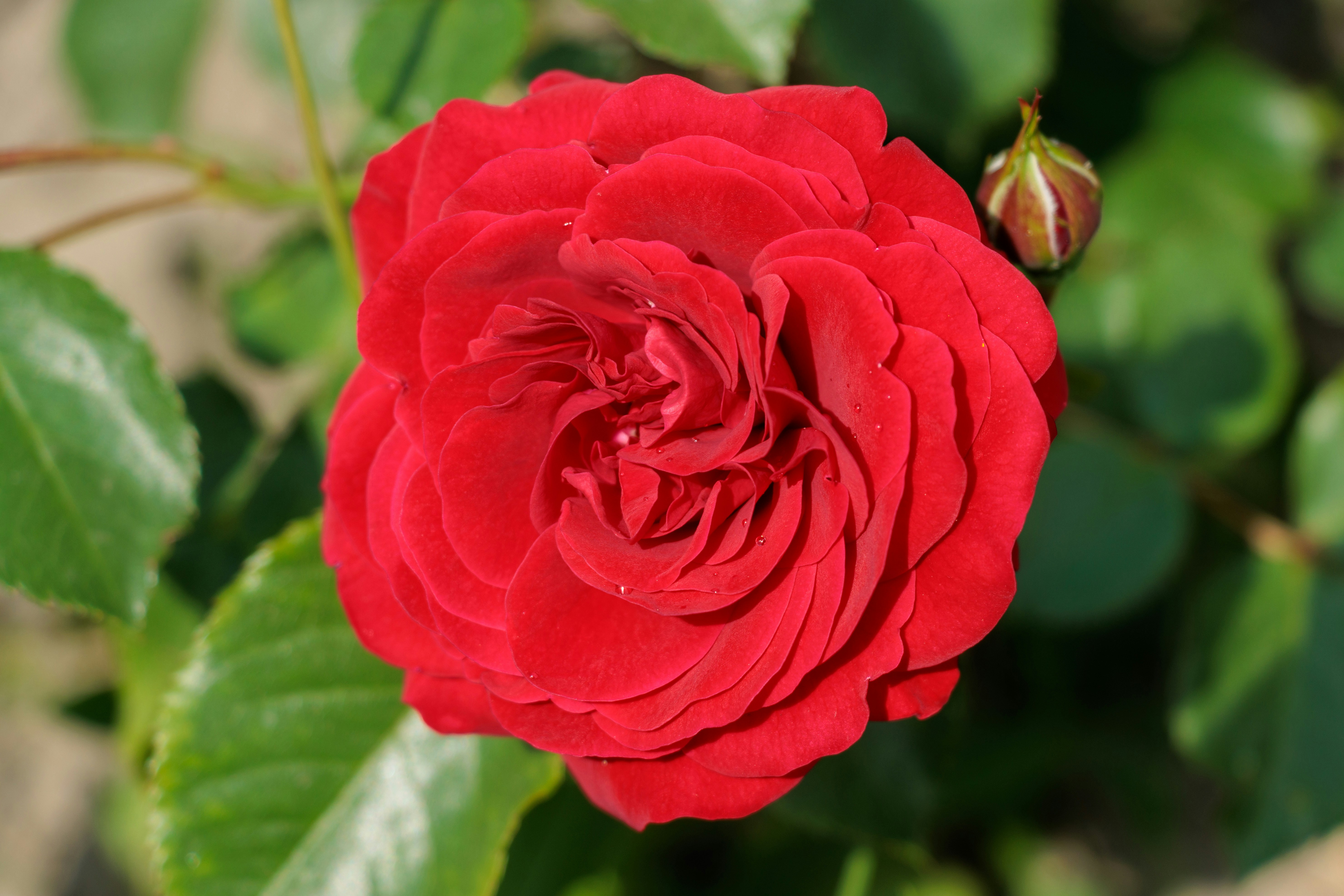 Photo by mechaowlstudios