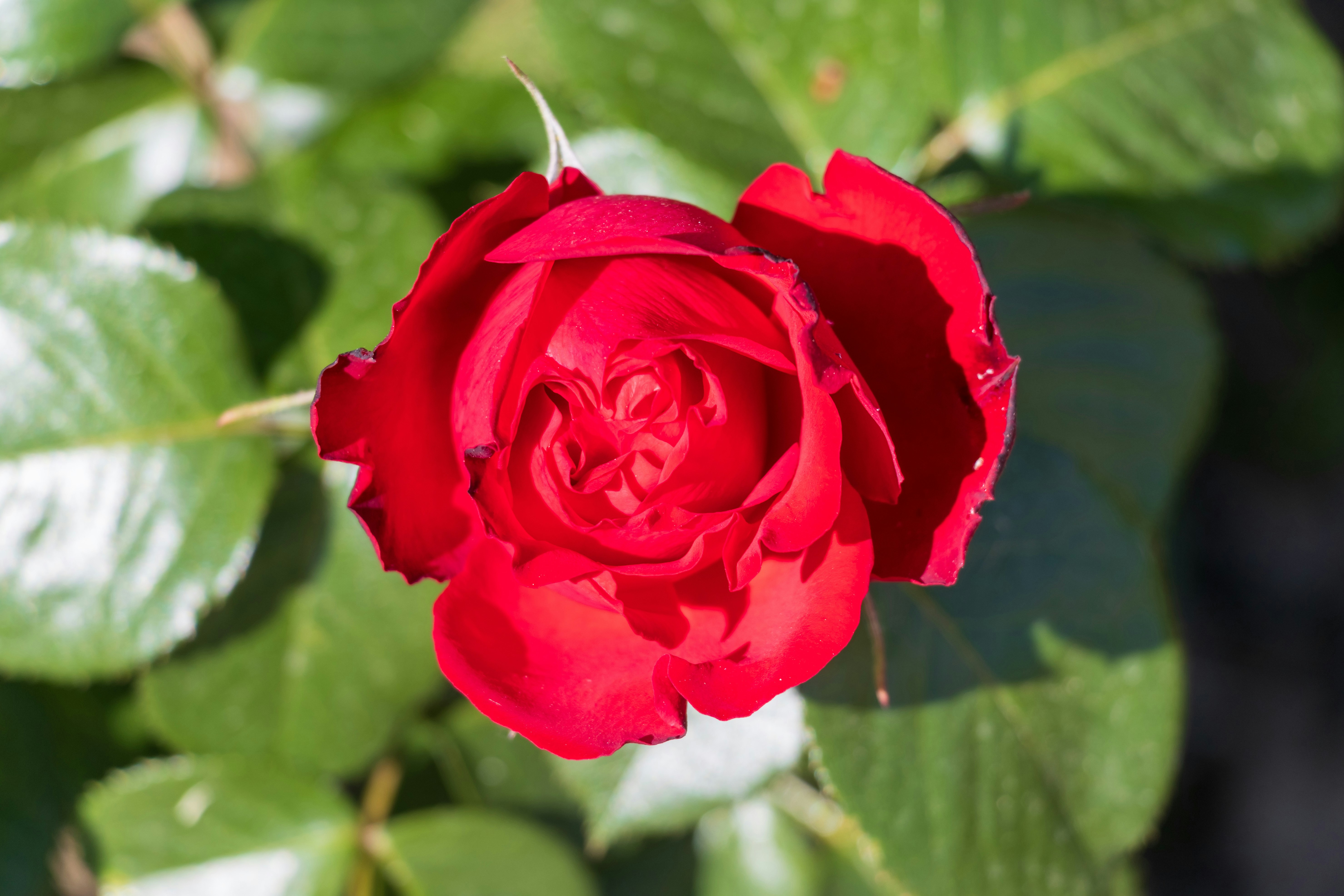 Photo by mechaowlstudios