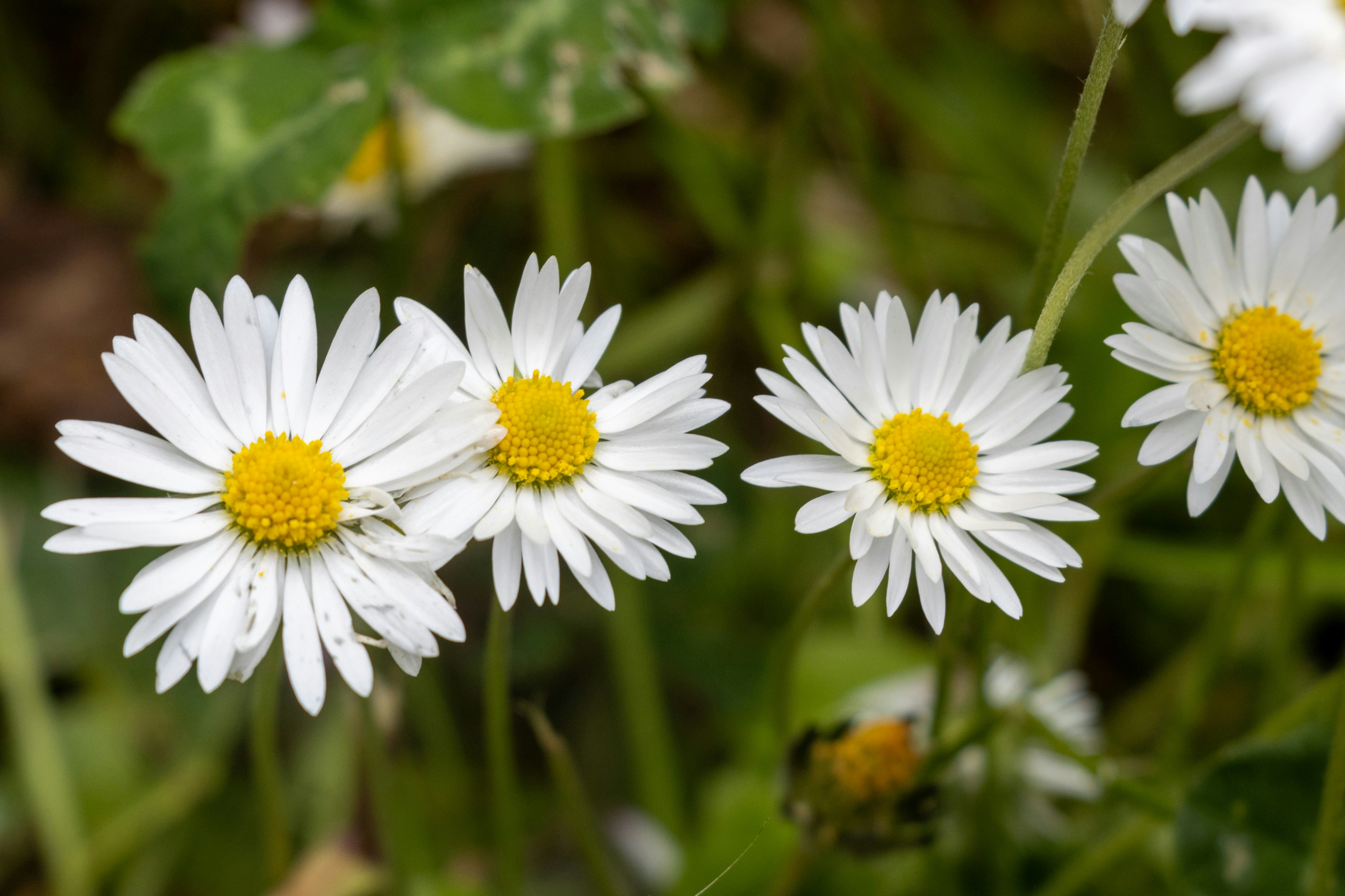 Photo by mechaowlstudios