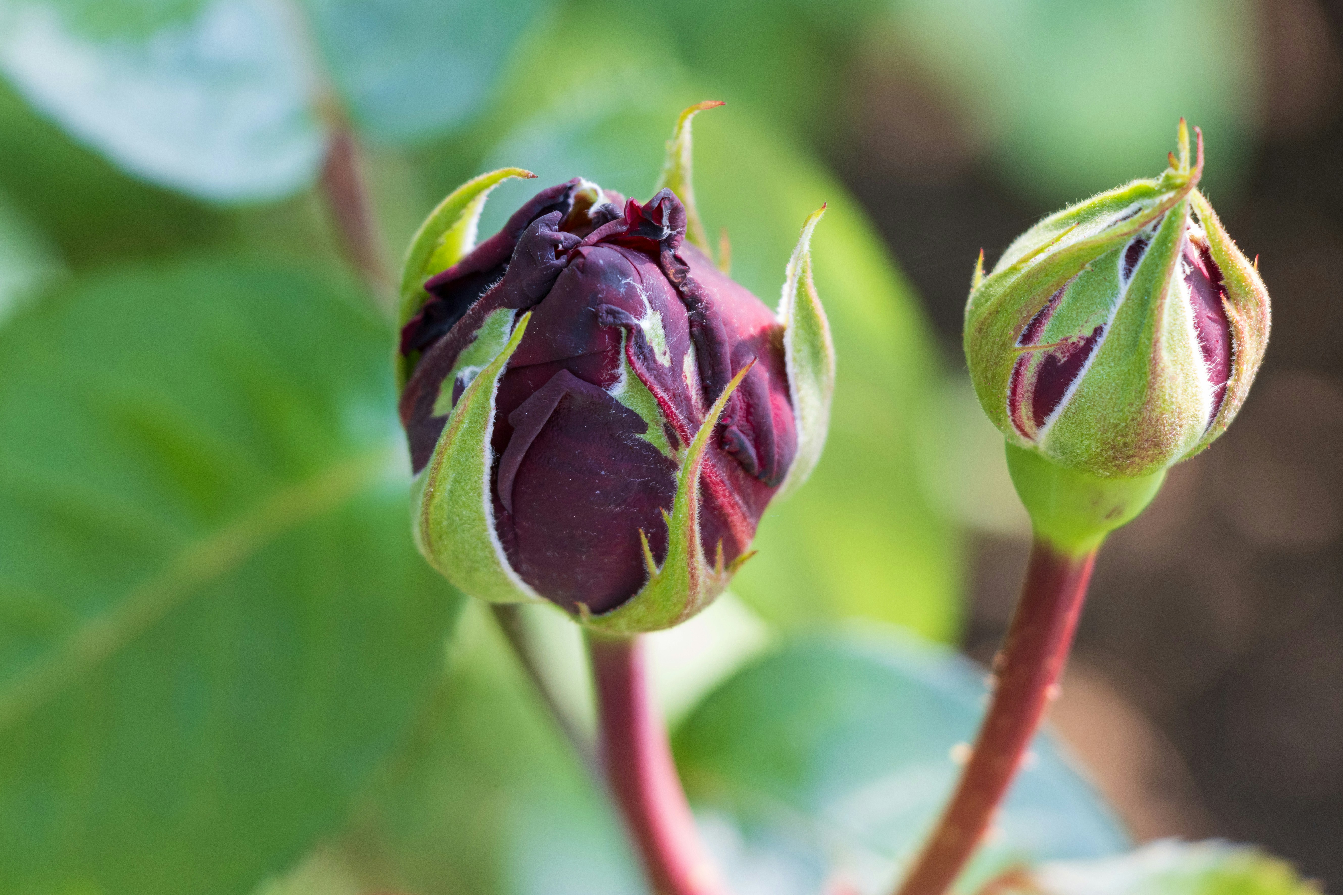 Photo by mechaowlstudios