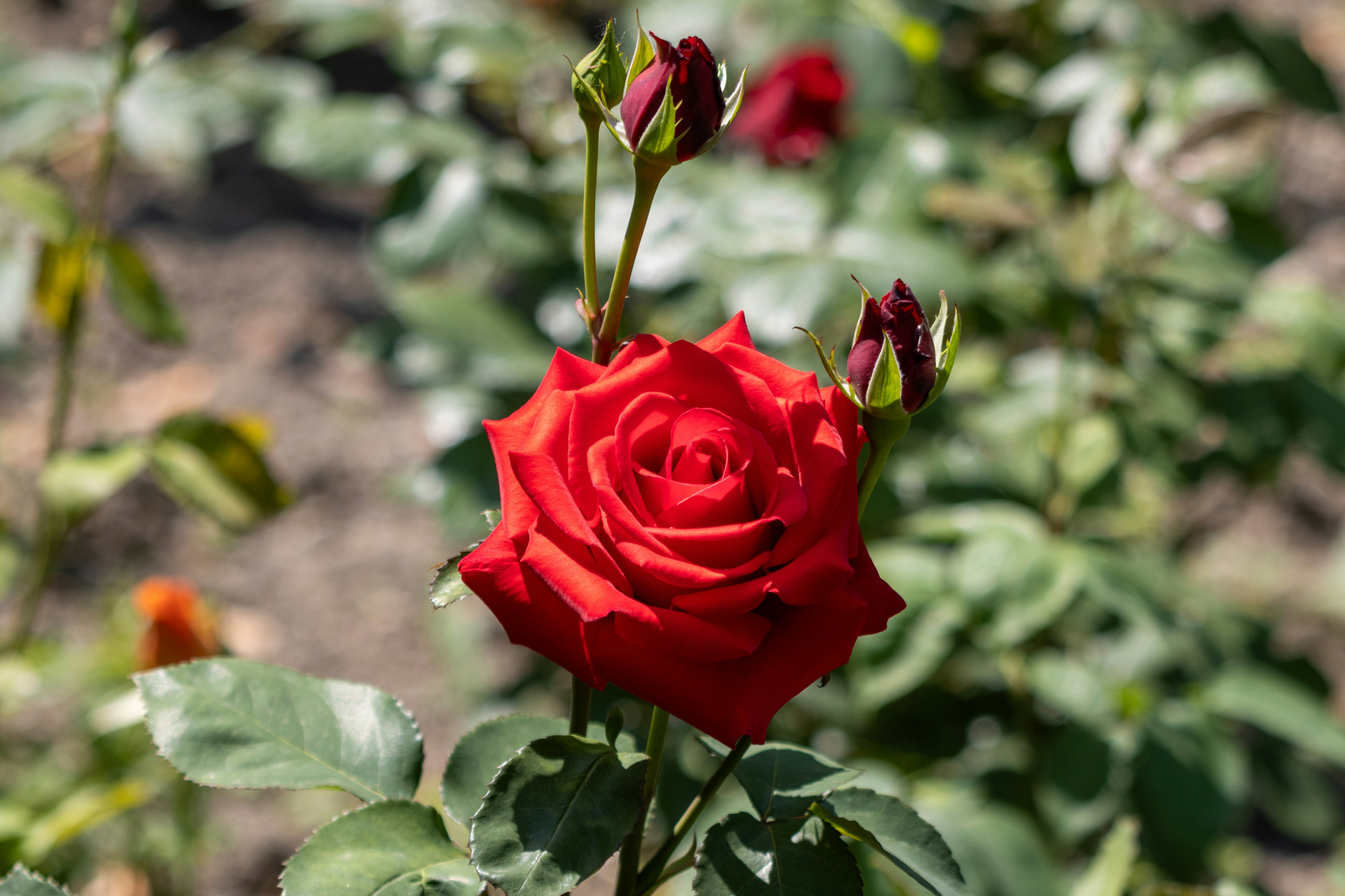 Photo by mechaowlstudios