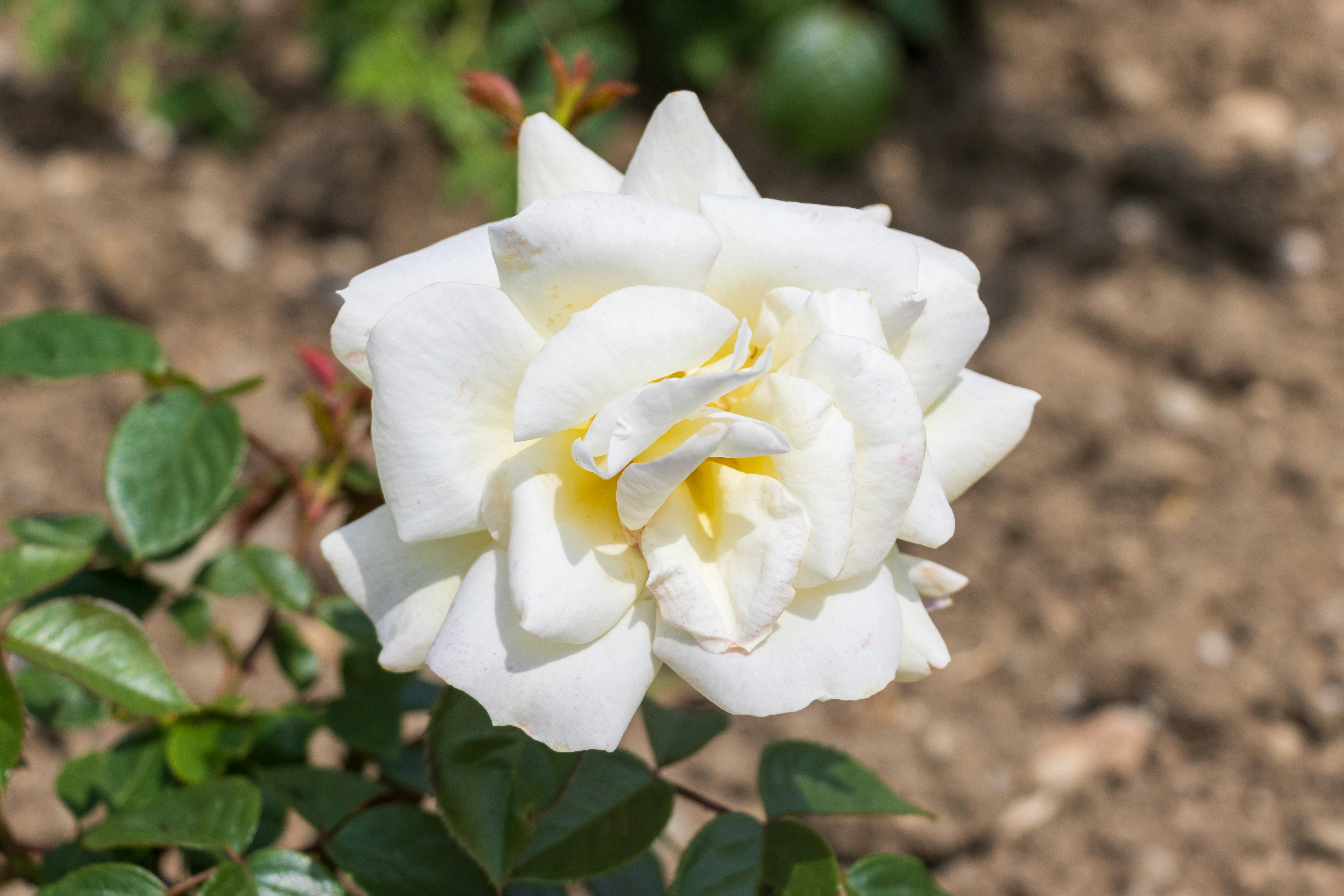 A white rose is blooming in a garden