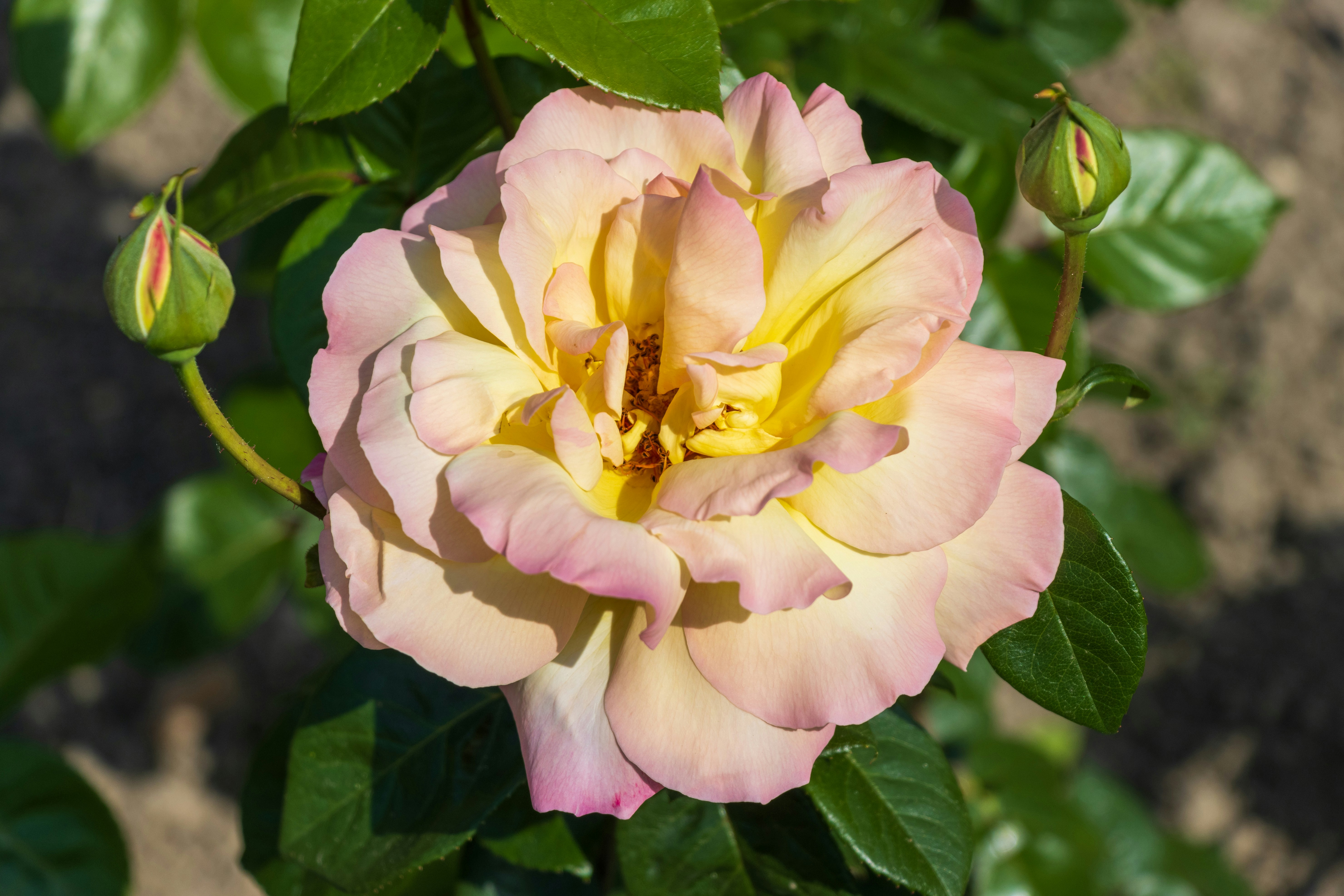 Photo by mechaowlstudios