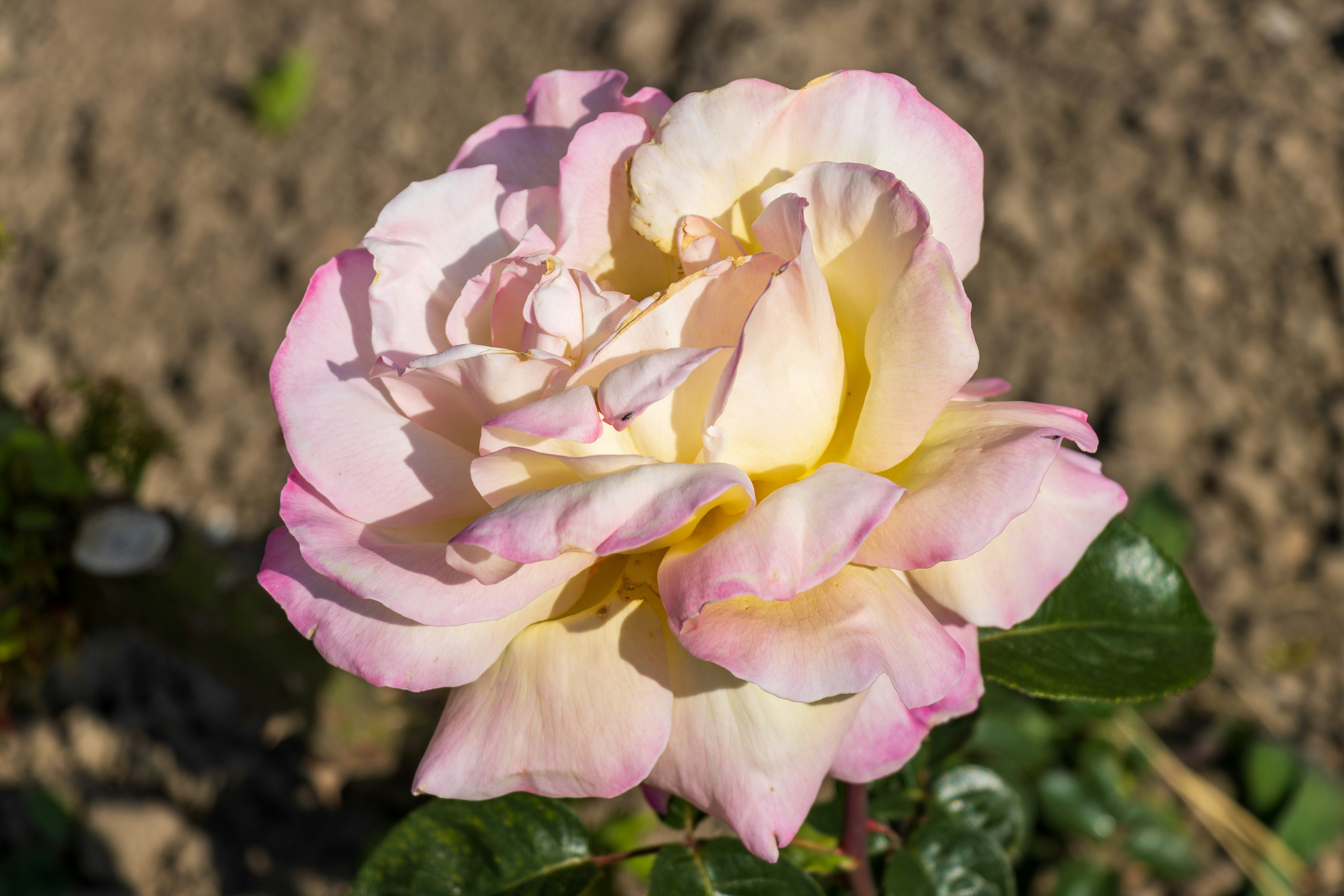 Photo by mechaowlstudios