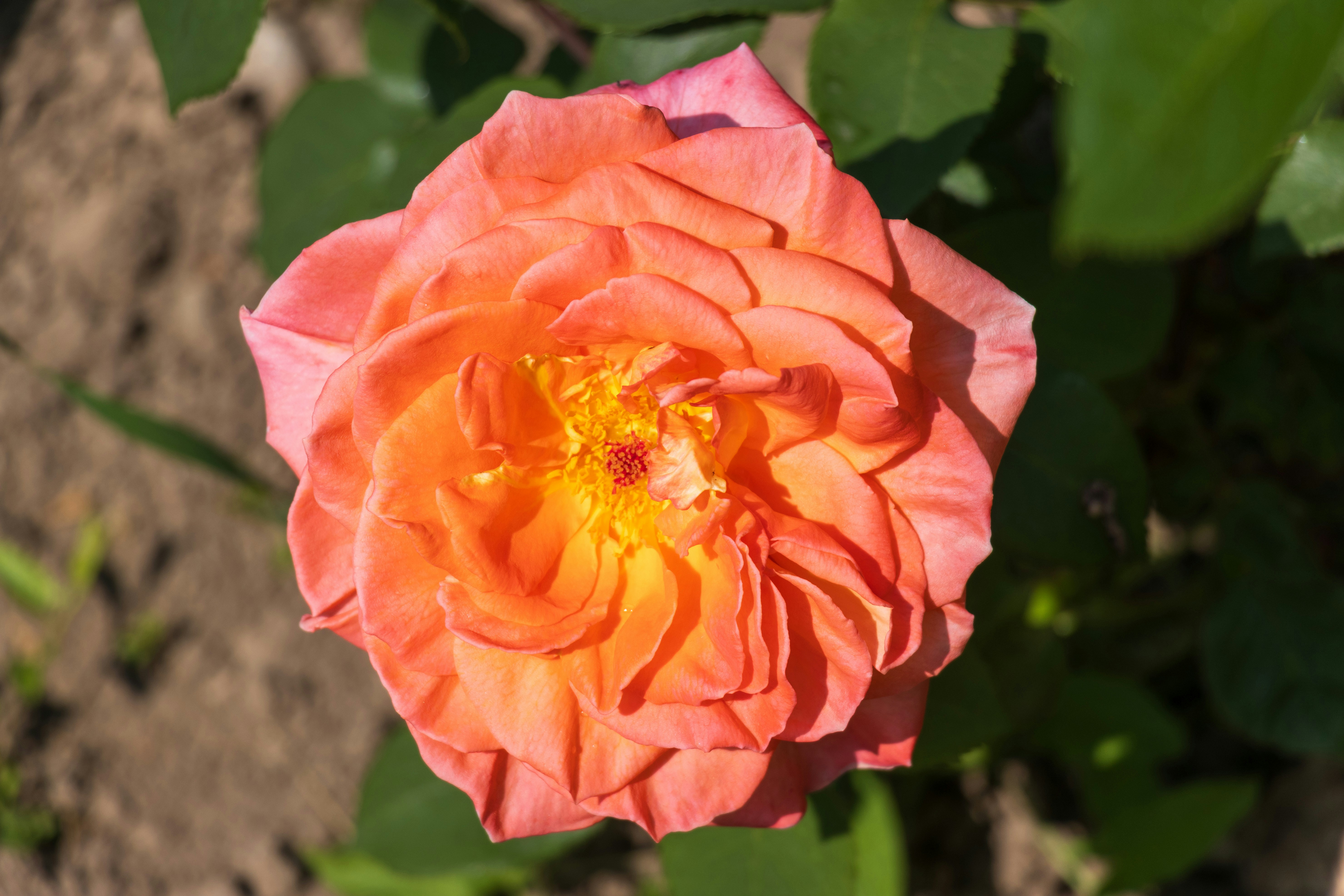 A pink flower with a yellow center in a garden