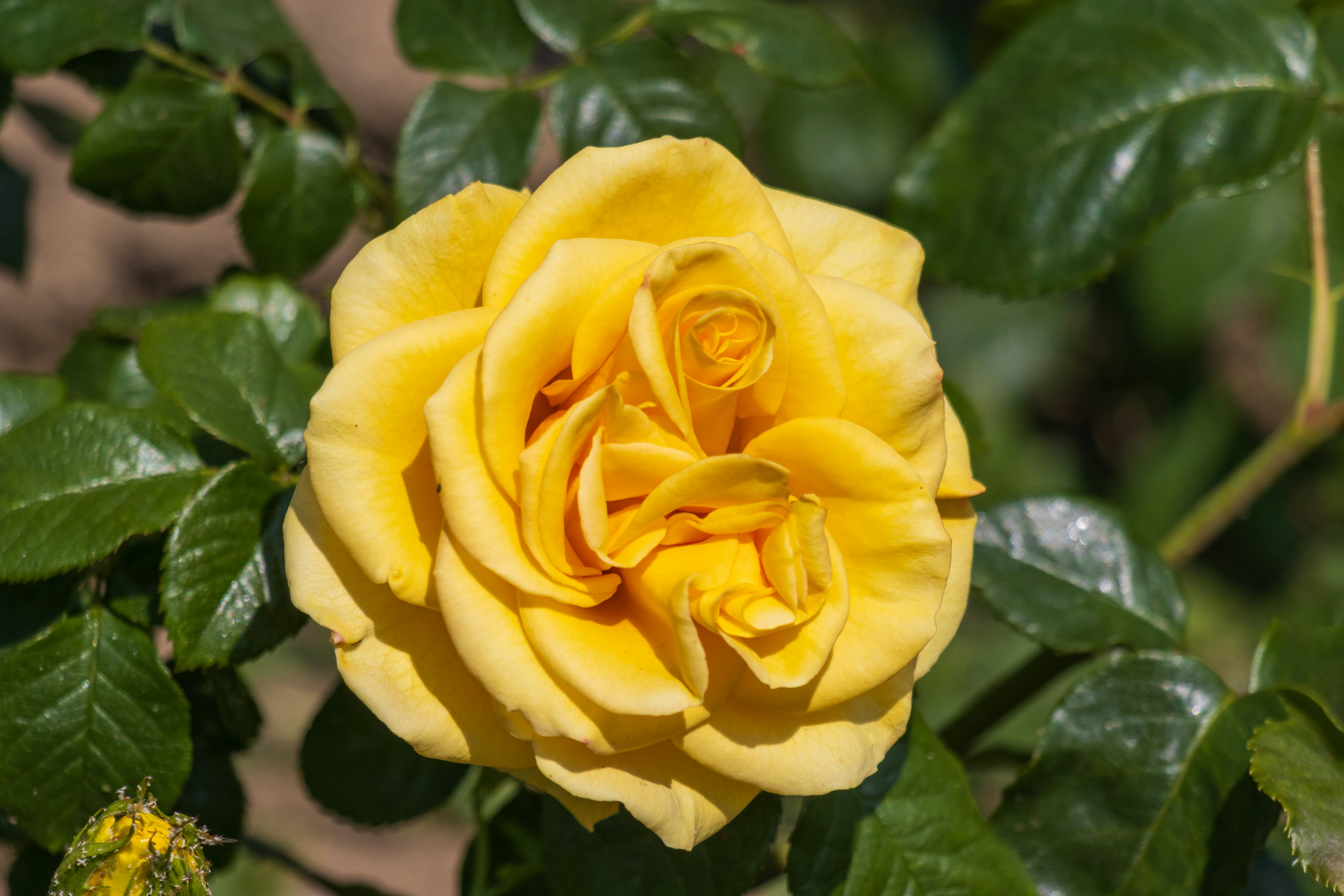 Photo by mechaowlstudios