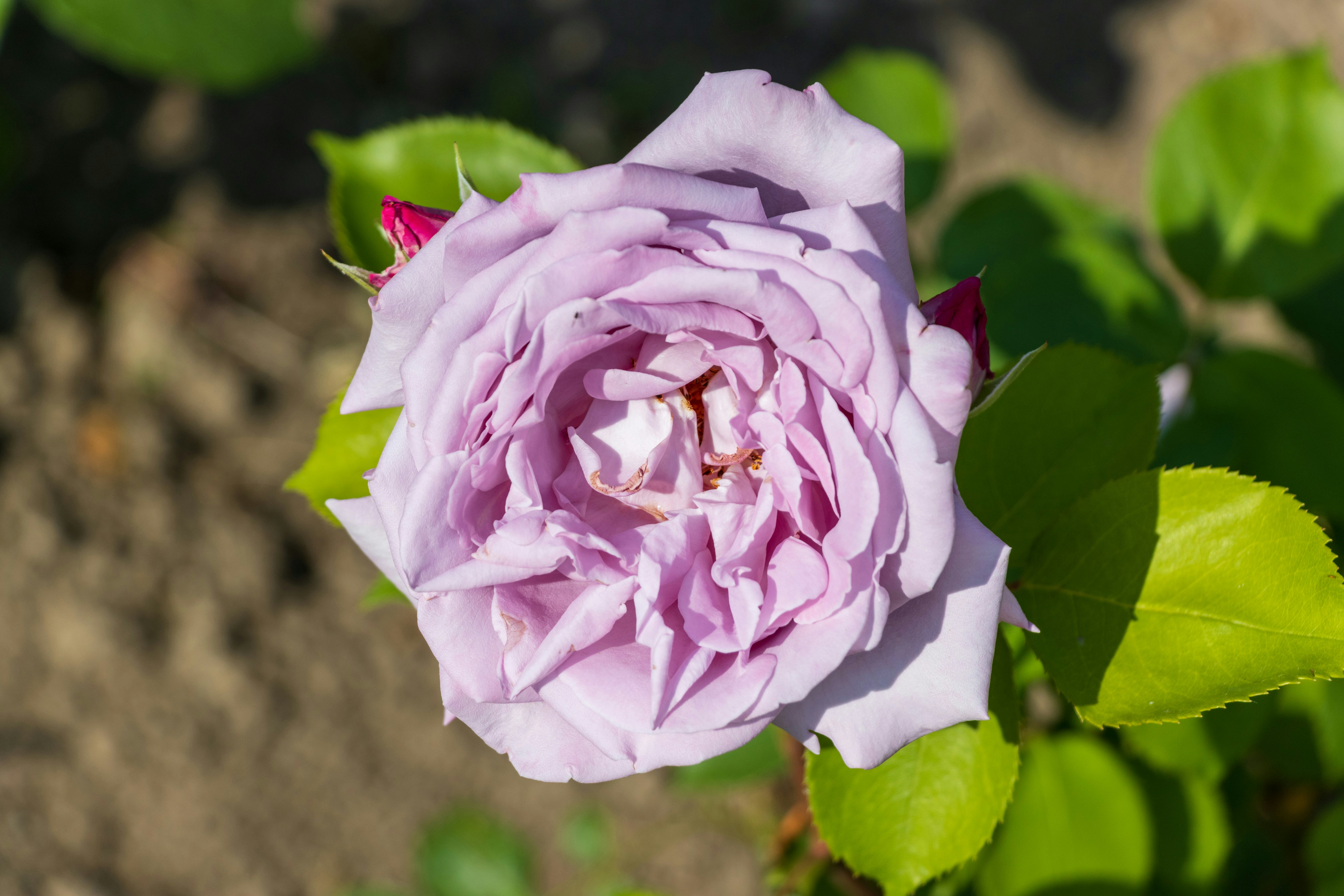 Photo by mechaowlstudios