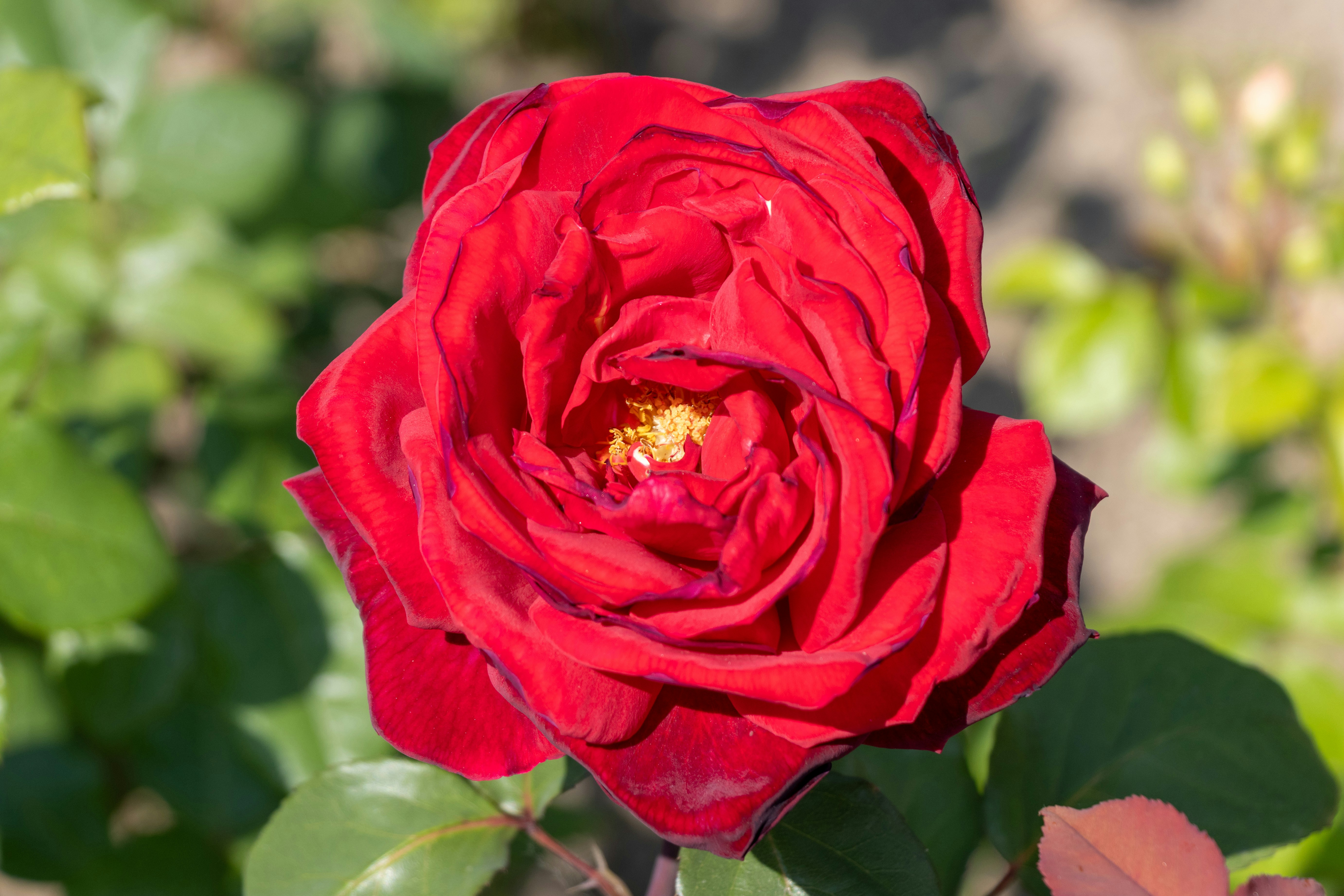 Photo by mechaowlstudios