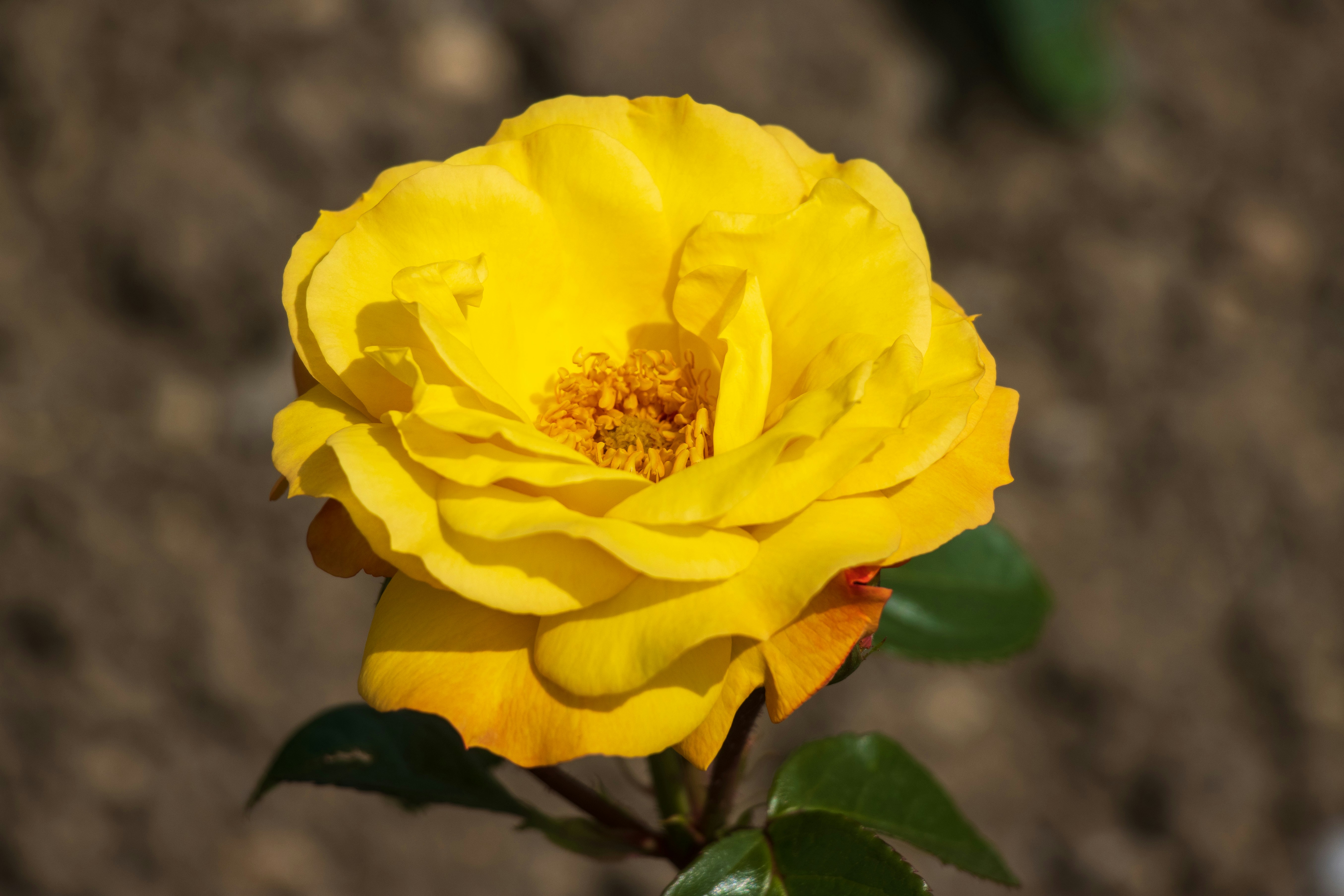 Photo by mechaowlstudios