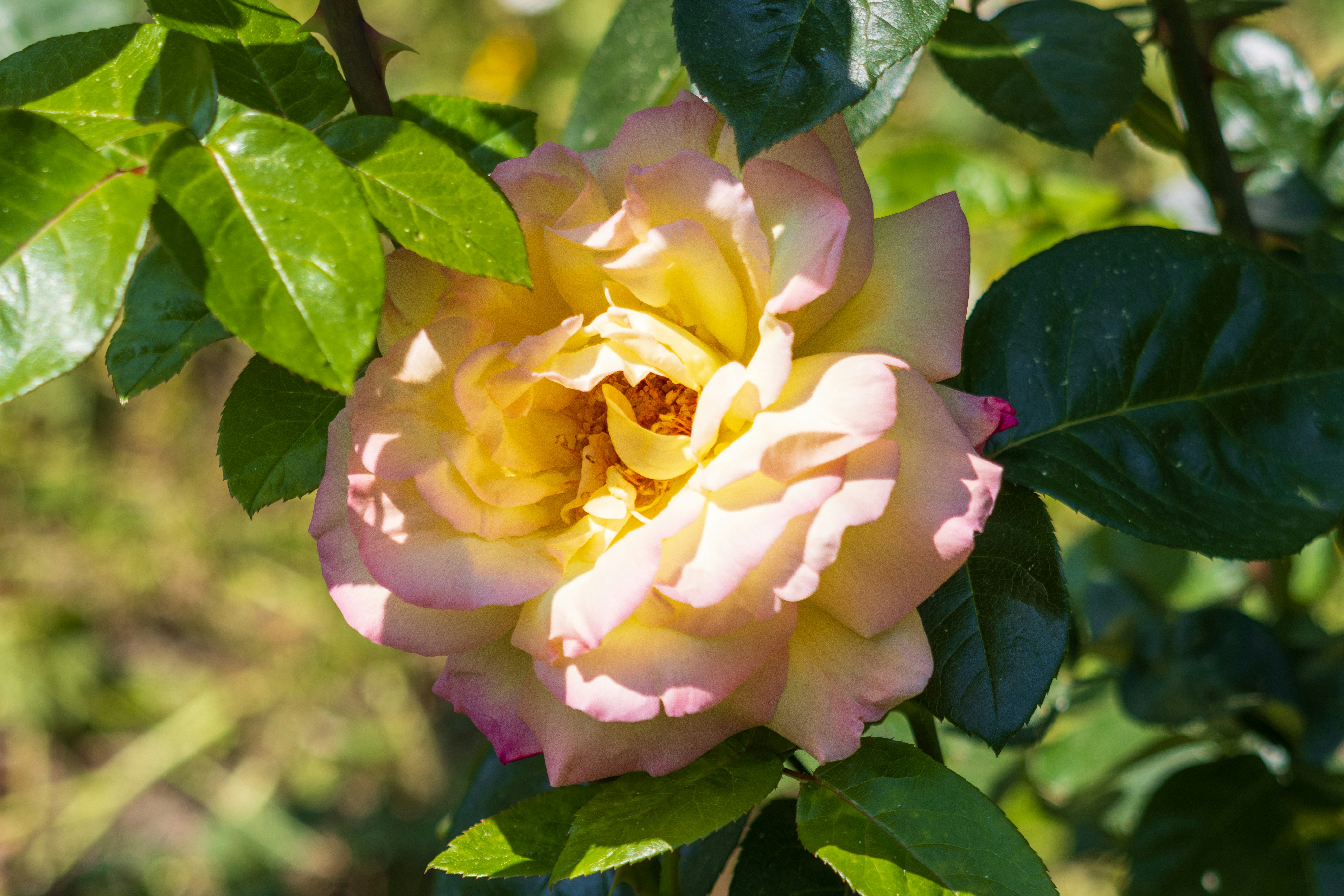 Photo by mechaowlstudios